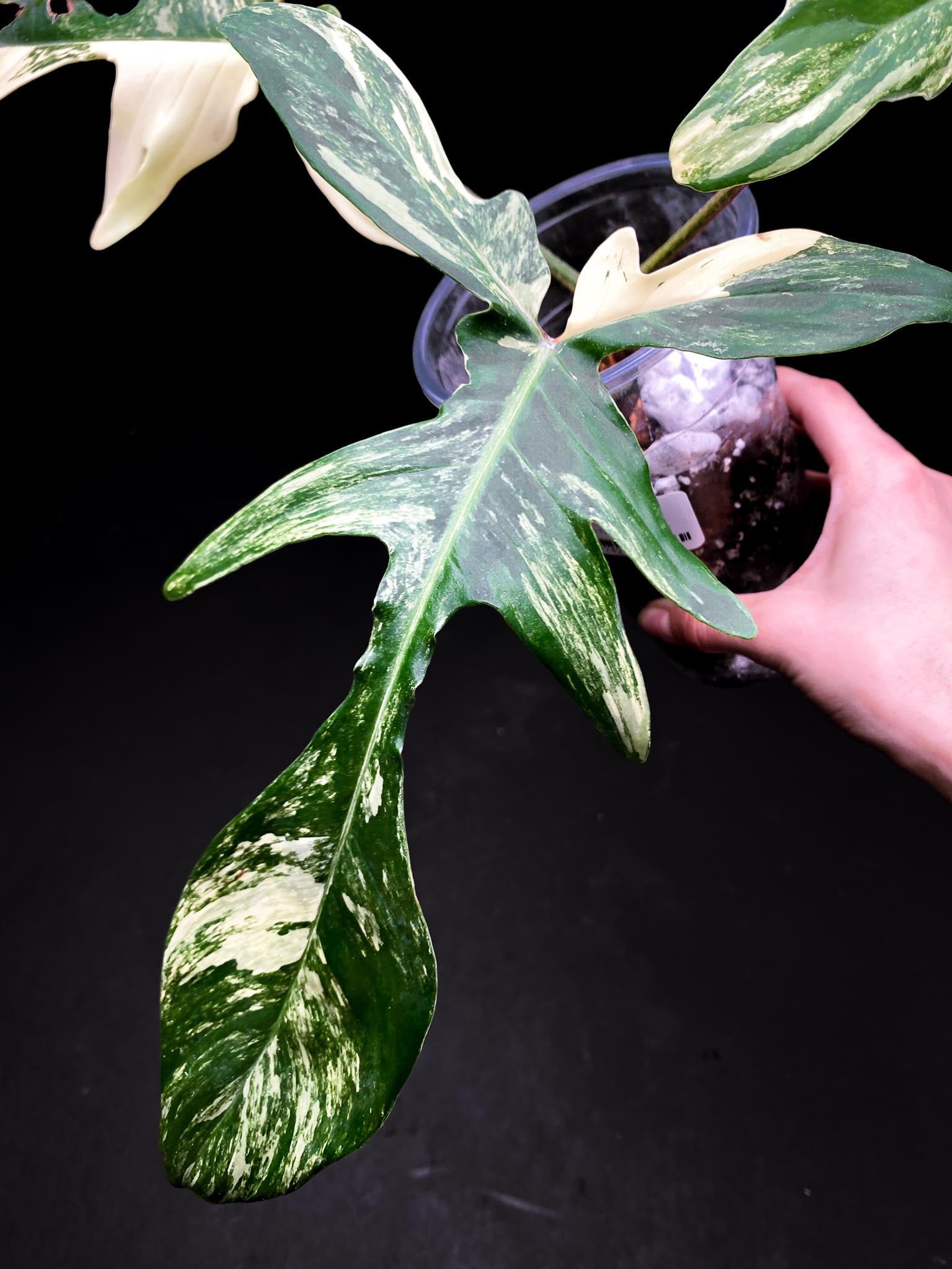 Philodendron Florida beauty 3 Leaves  3 Nodes  2 Growing Buds Rooted