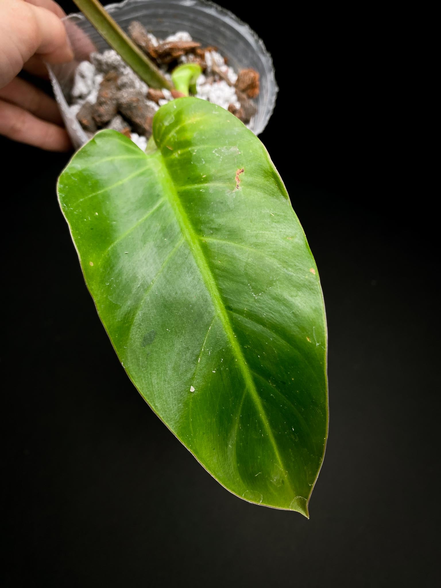 Philodendron Ruaysap Variegated 2 Leaves  3 Nodes  1 Sprout Rooted