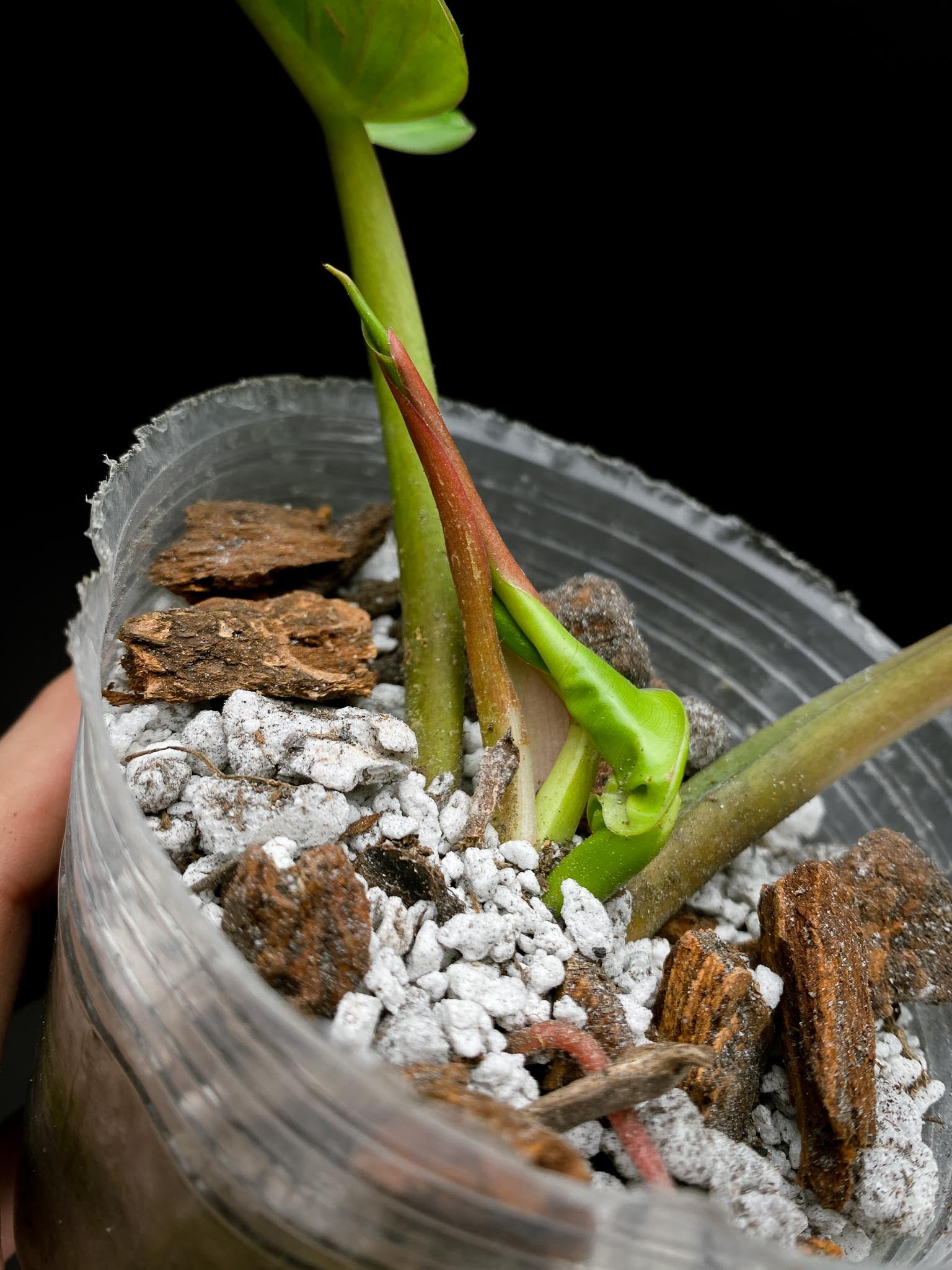 Philodendron Ruaysap Variegated 2 Leaves  3 Nodes  1 Sprout Rooted