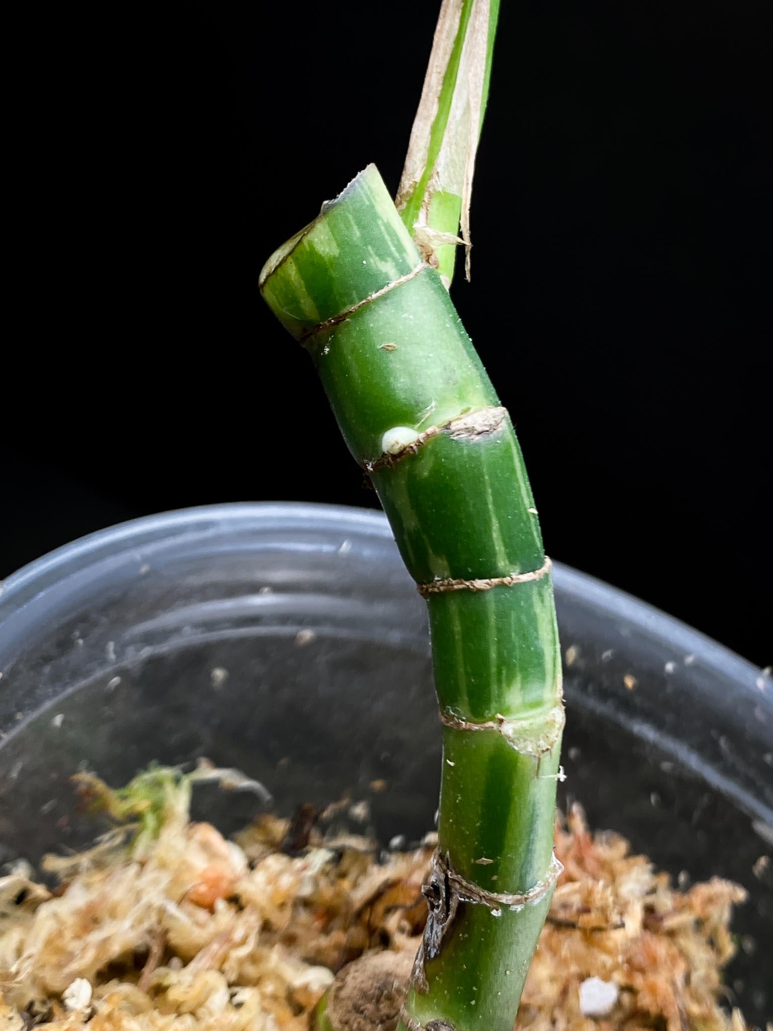 Rhaphidophora tetrasperma variegated 1 Leaf Multiple Nodes 1 Growing Bud Rooted