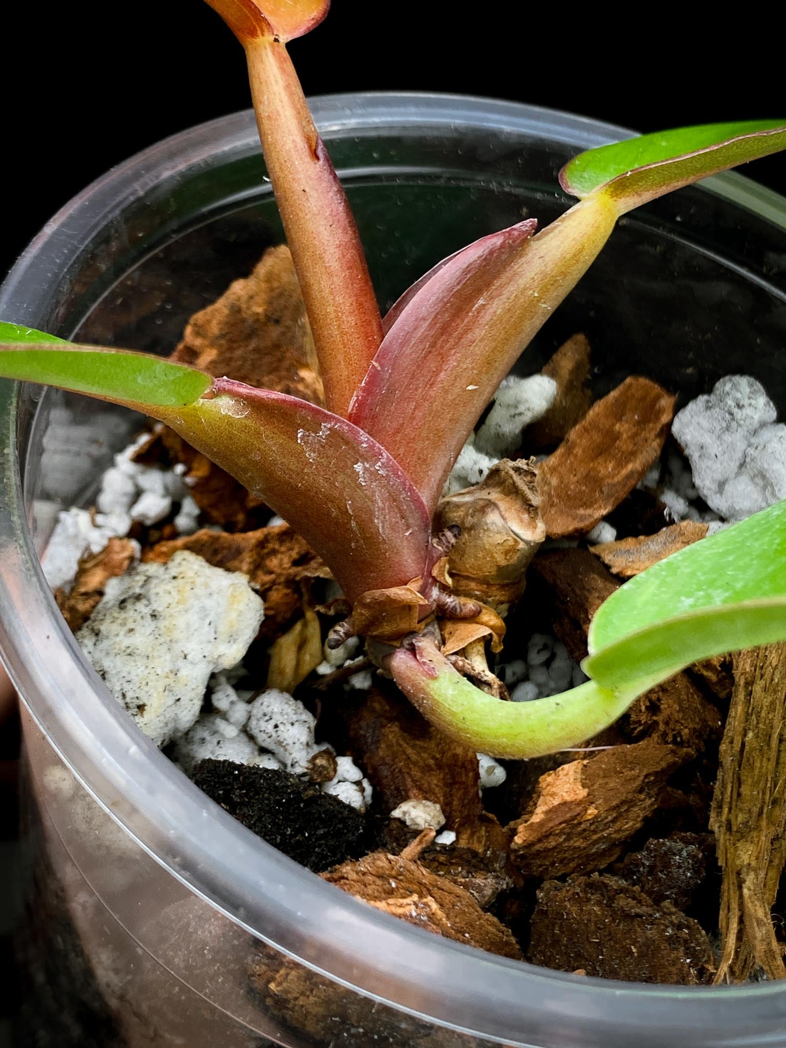 Philodendron Red Moon Hybird 5 Leaves 5 Nodes  top cutting Rooted