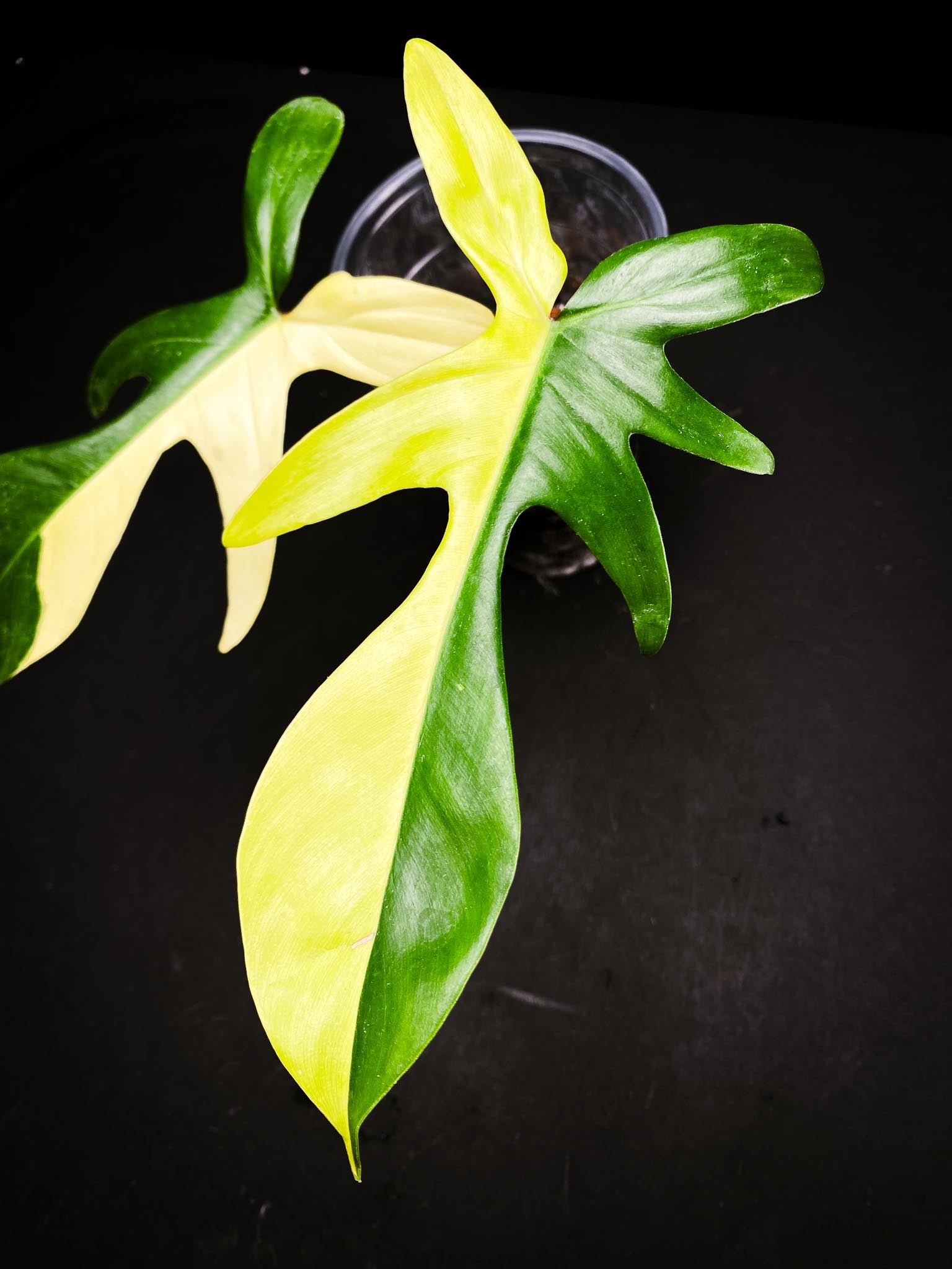 Philodendron Florida beauty  2 Leaves  3 Nodes  1 Sprout Rooted