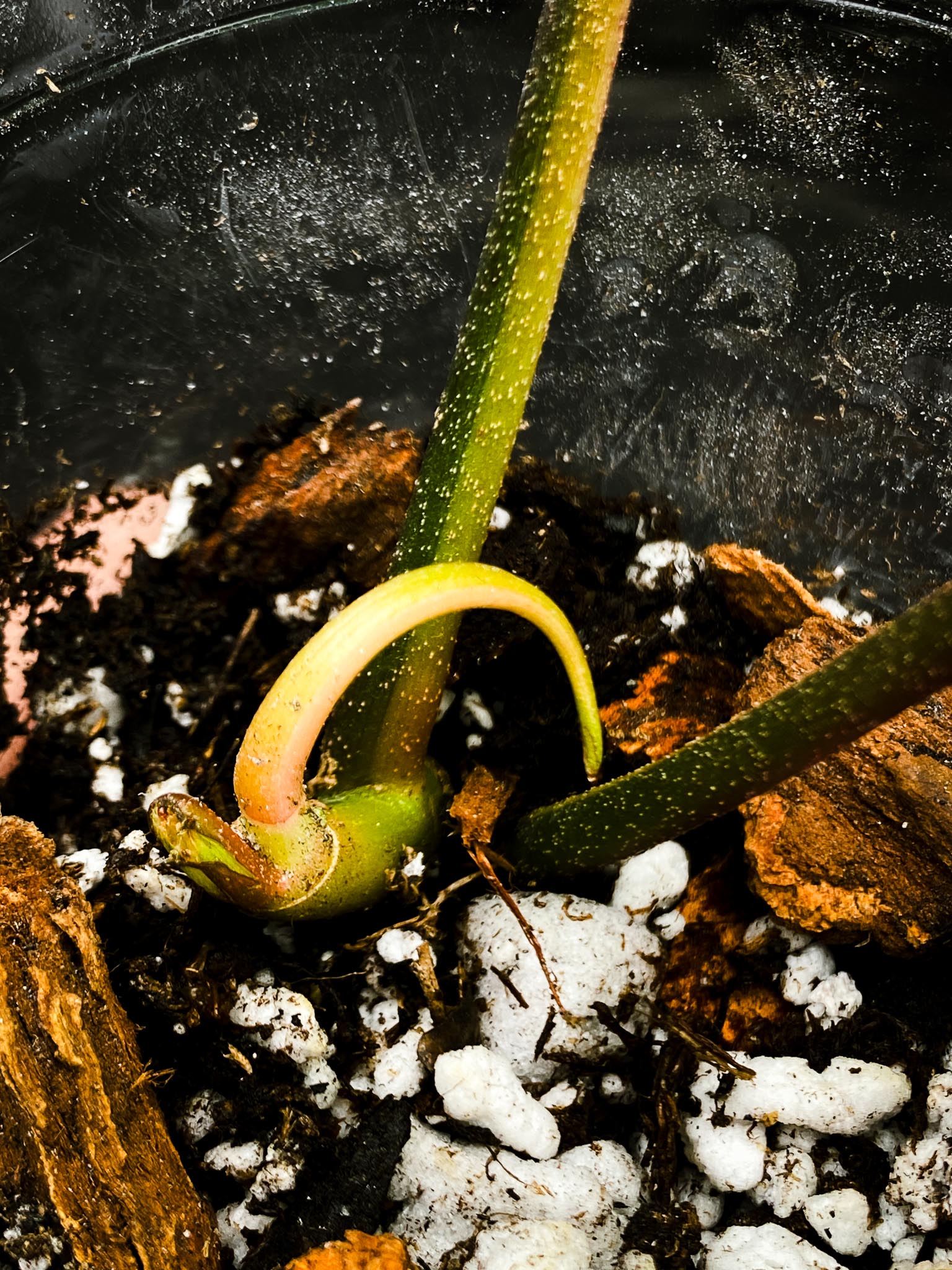 Philodendron Florida beauty  2 Leaves  3 Nodes  1 Sprout Rooted