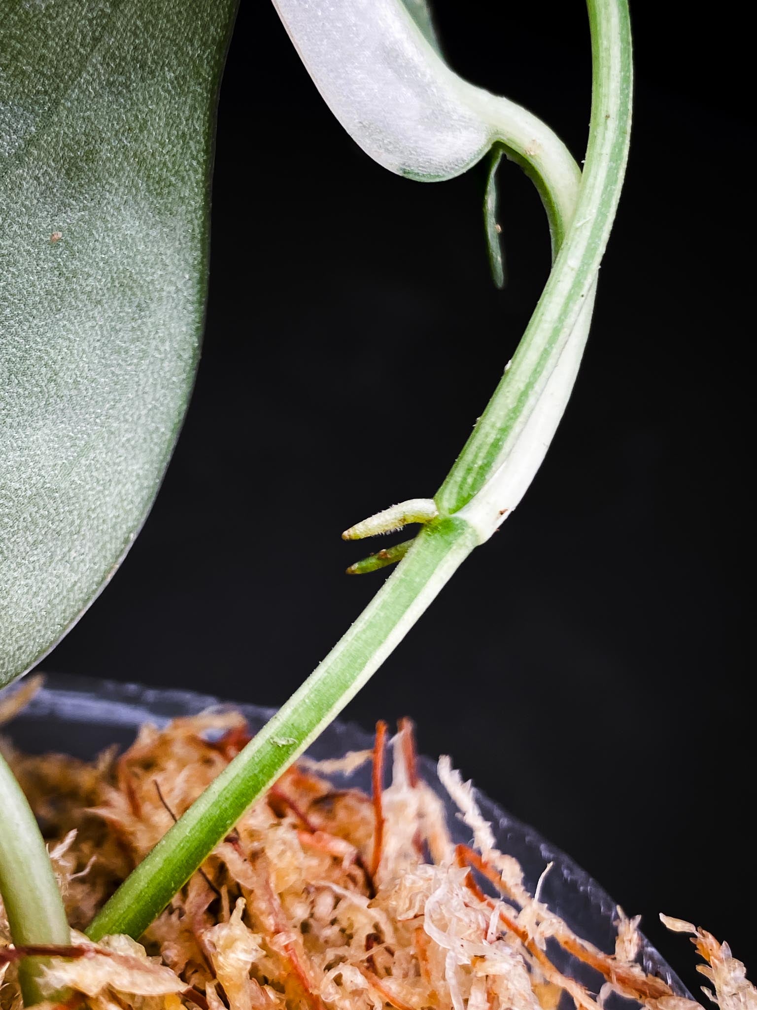 Scindapsus Mayari Variegated 2 Leaves  4 Nodes  2 Sprouts Rooted