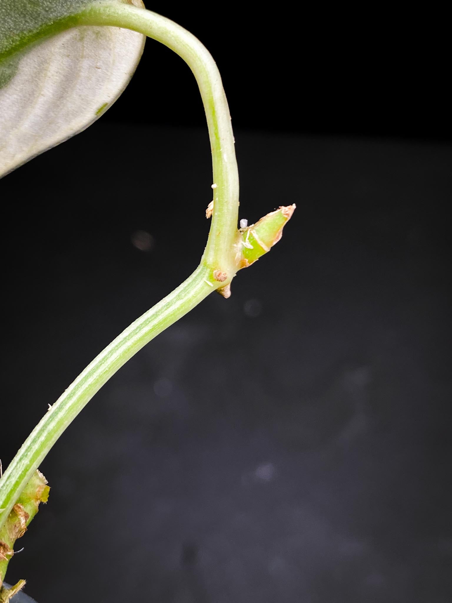 Scindapsus Mayari Variegated 4 Leaves  5 Nodes  1 Sprout Rooted