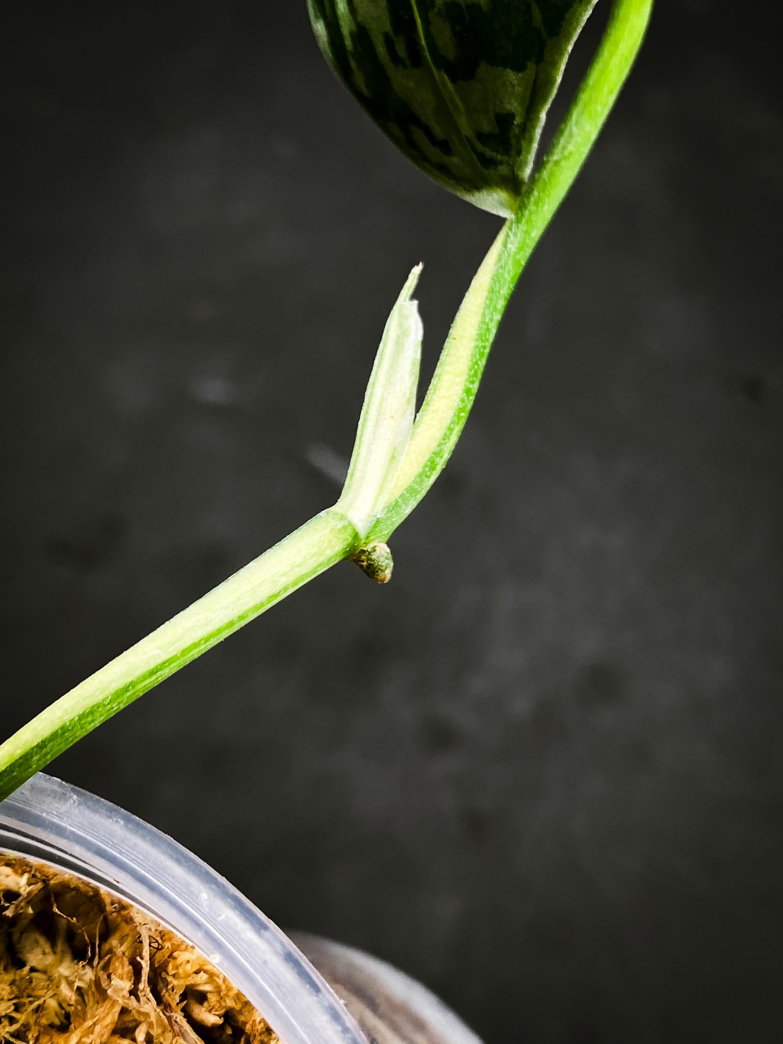 Scindapsus Mayari Variegated 2 Leaves  3 Nodes  1 Sprout Rooted