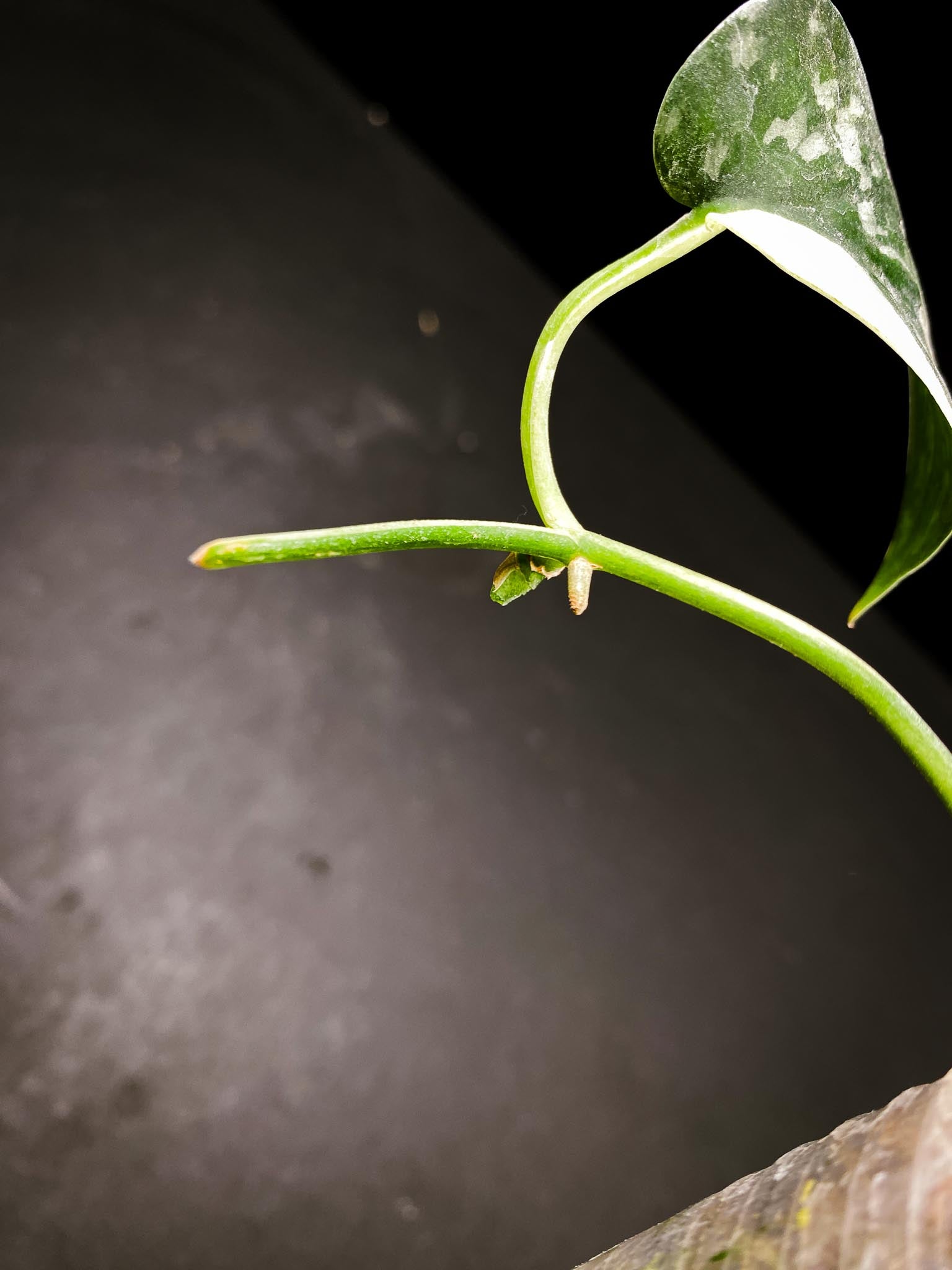 Scindapsus Mayari Variegated 3 Leaves  Multiple Nodes 1 Sprout Rooted