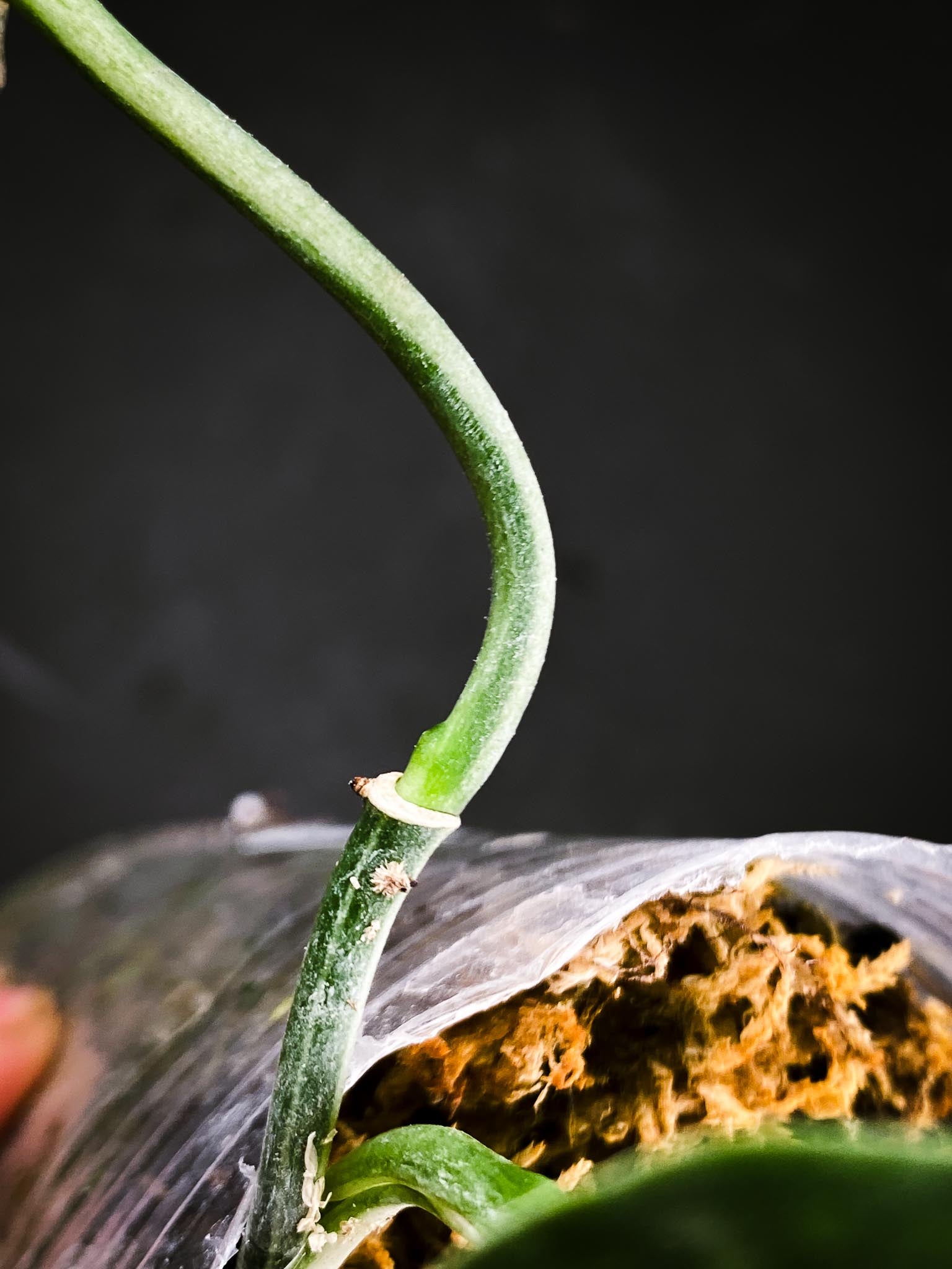 Scindapsus Mayari Variegated 3 Leaves  Multiple Nodes 1 Sprout Rooted