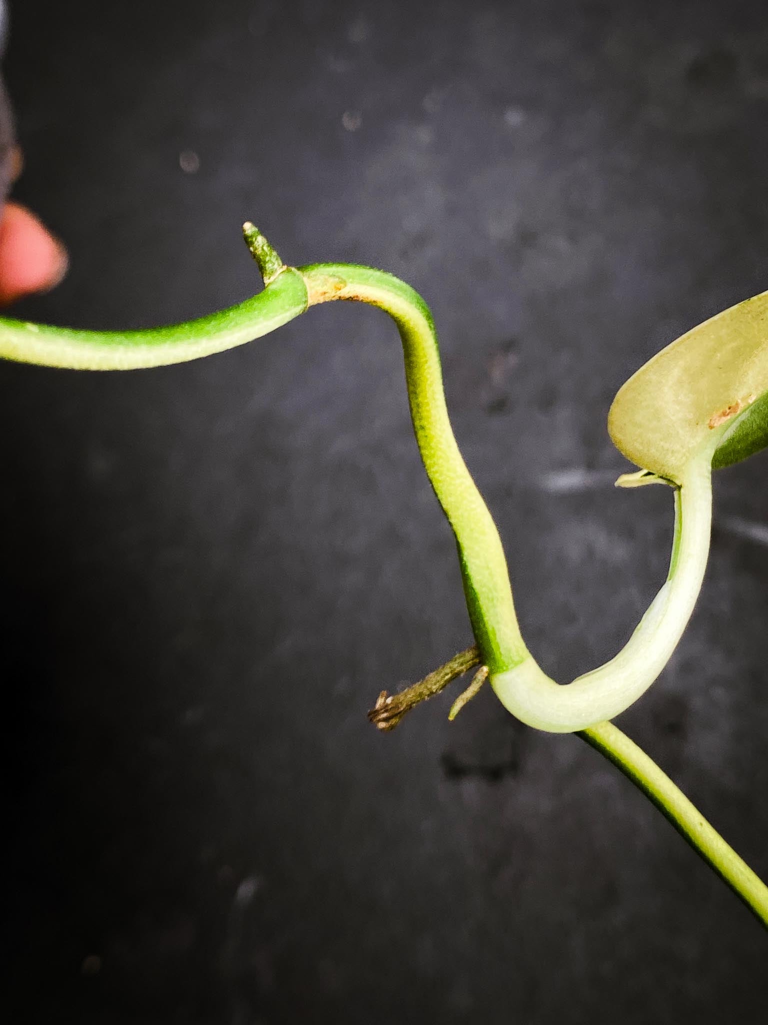 Scindapsus Mayari Variegated 4 Leaves  Multiple Nodes 2 Sprout Rooted