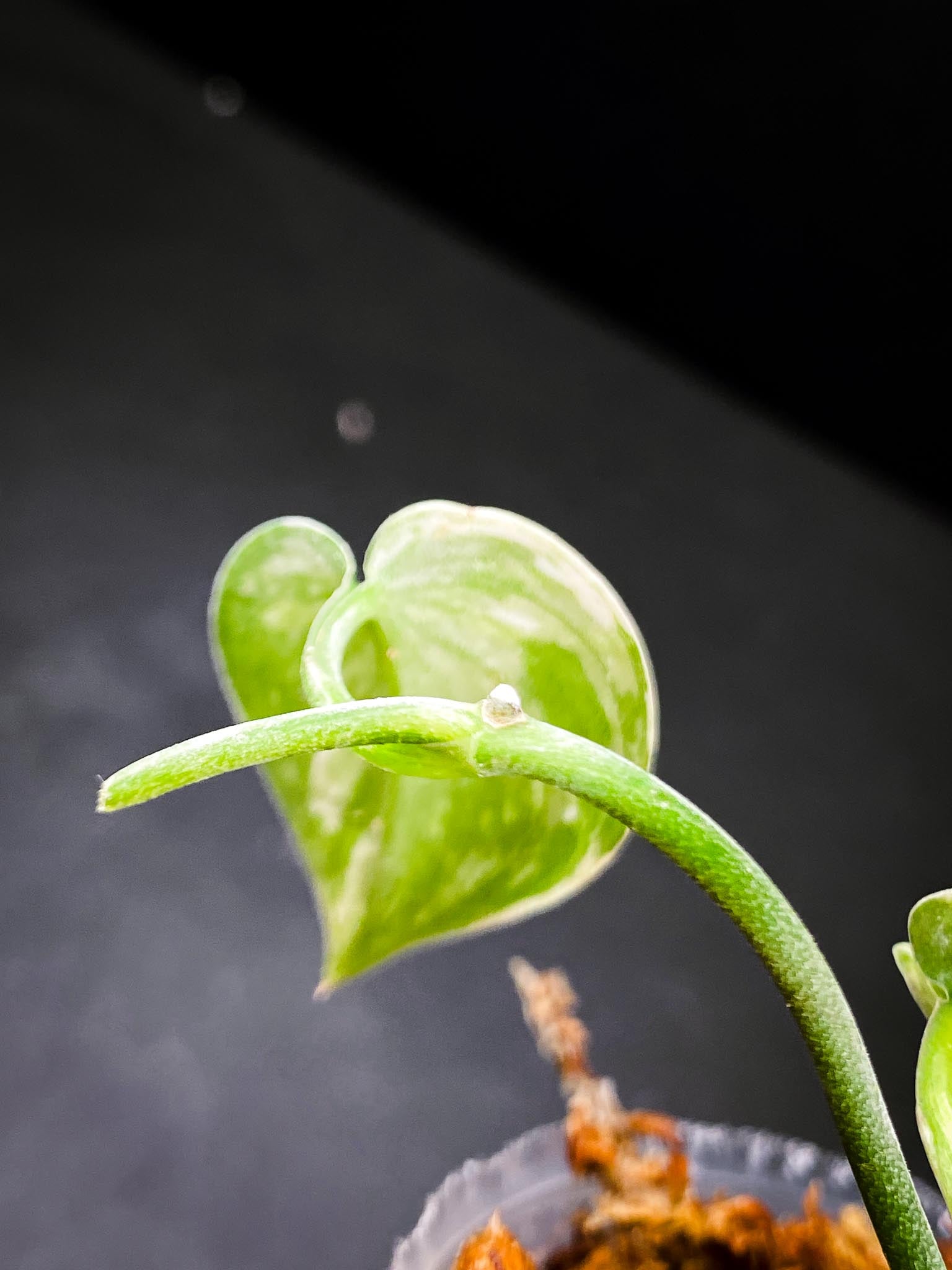 Scindapsus  Mayari Mint Variegated 2 Leaves Multiple  Nodes Rooted