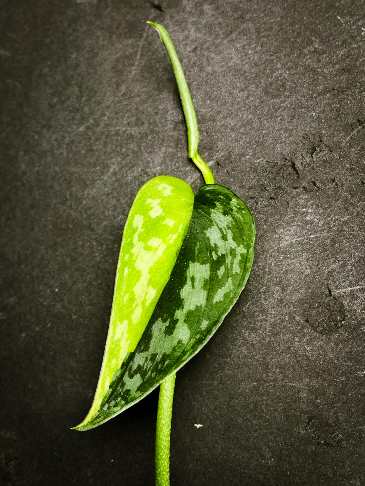 Scindapsus apolaki Variegated 5 Leaves Multiple Nodes 1 Sprout Rooted