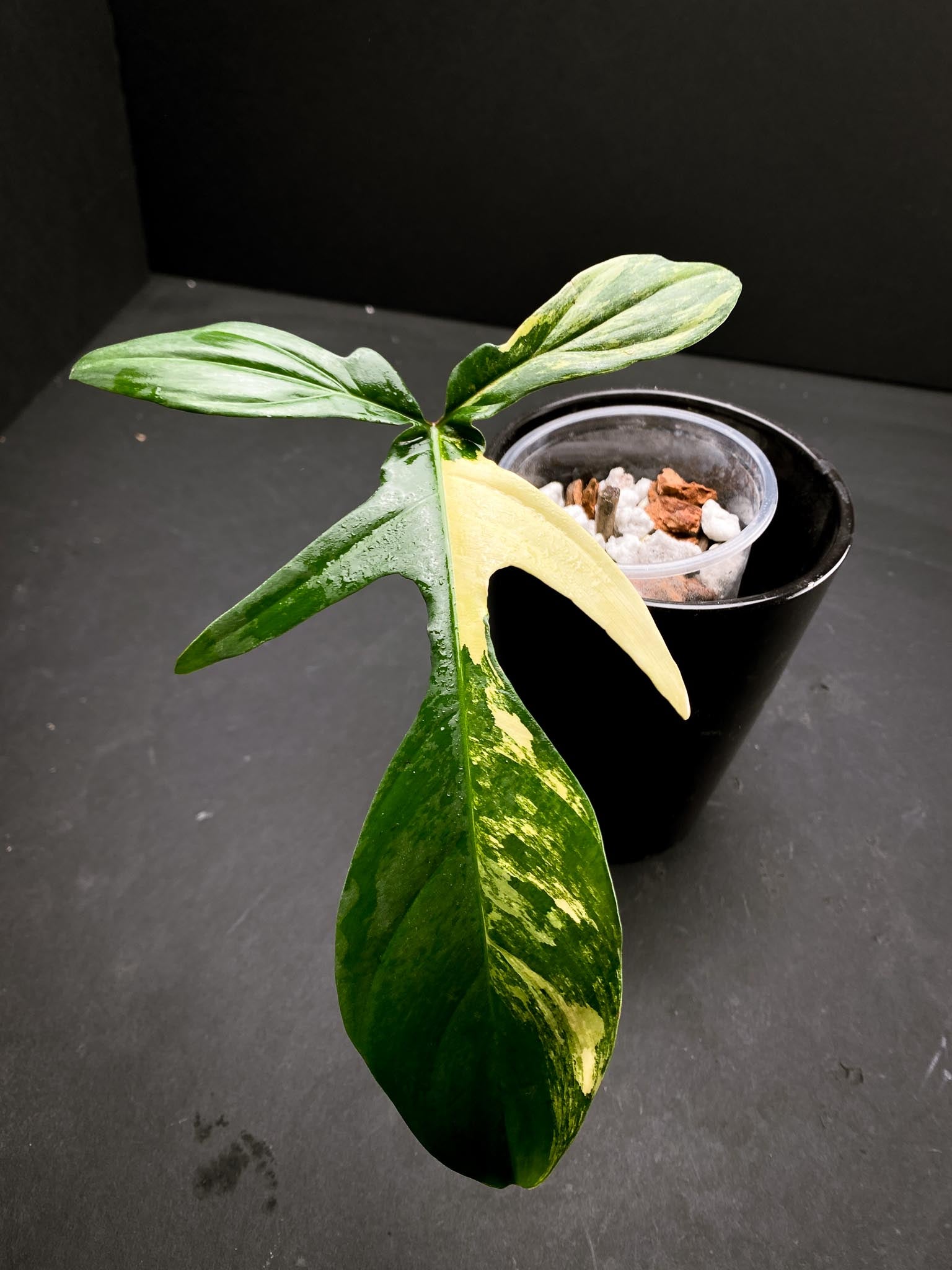 Philodendron Florida beauty 1 Leaf 1 Node  Rooted