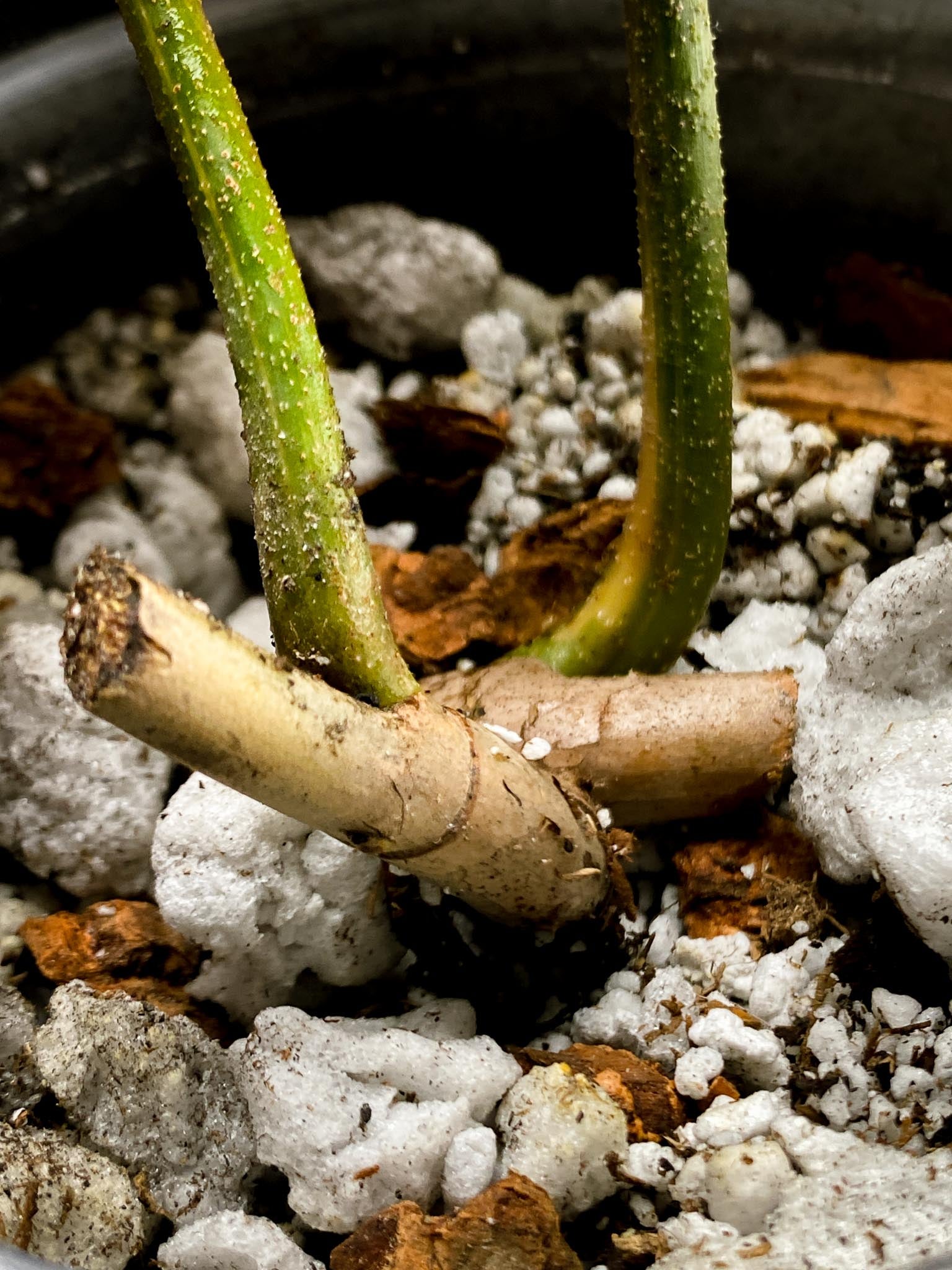 Philodendron Florida beauty 2 Leaves  2 Nodes  Rooted