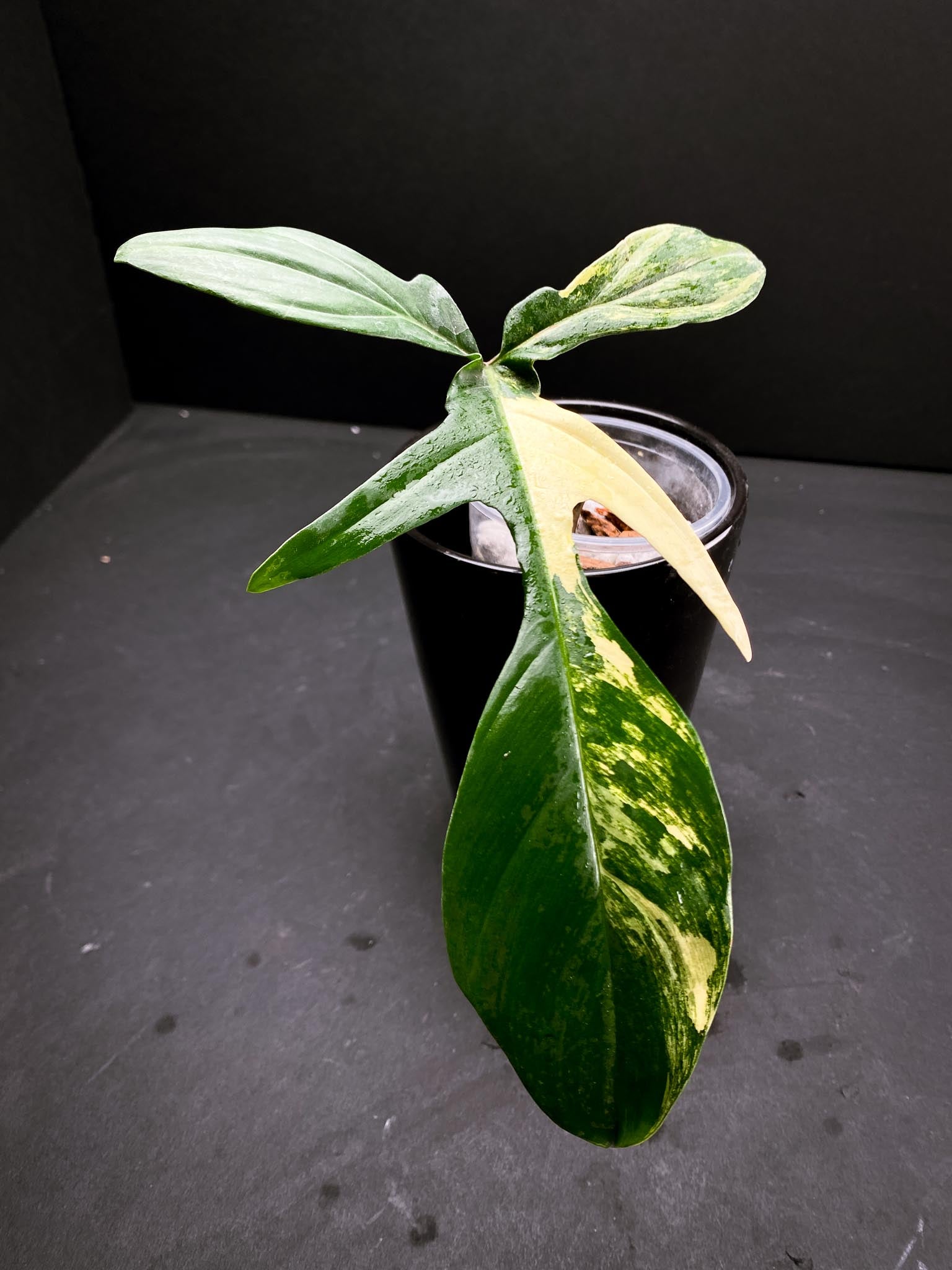 Philodendron Florida beauty 1 Leaf 1 Node  1 Growing Bud Rooted