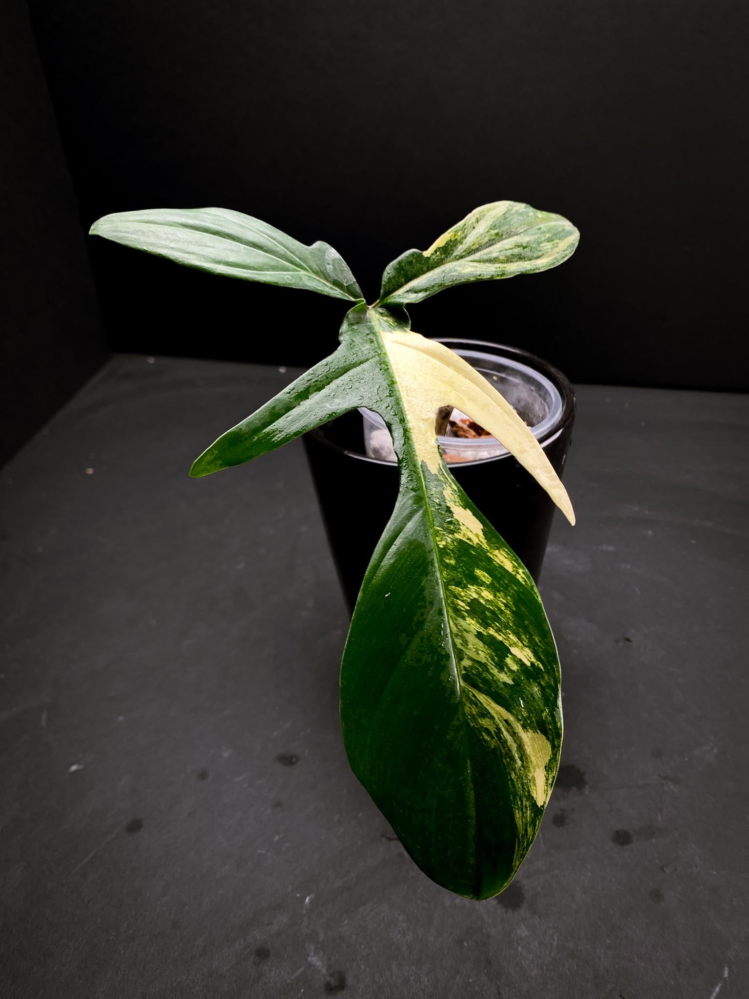 Philodendron Florida beauty 1 Leaf 1 Node  1 Growing Bud Rooted