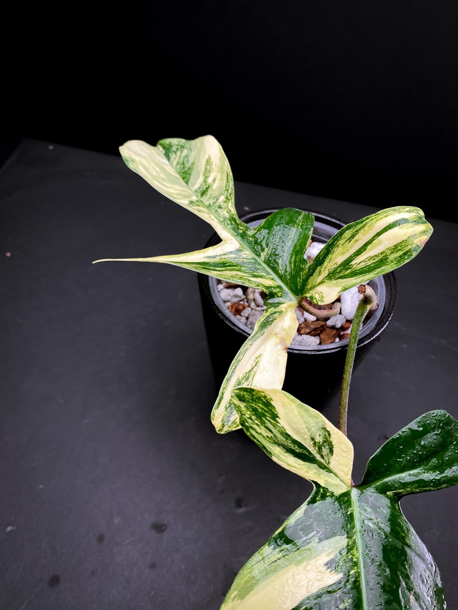 Philodendron Florida beauty 2 Leaves  3 Nodes  1 Growing Bud Rooted