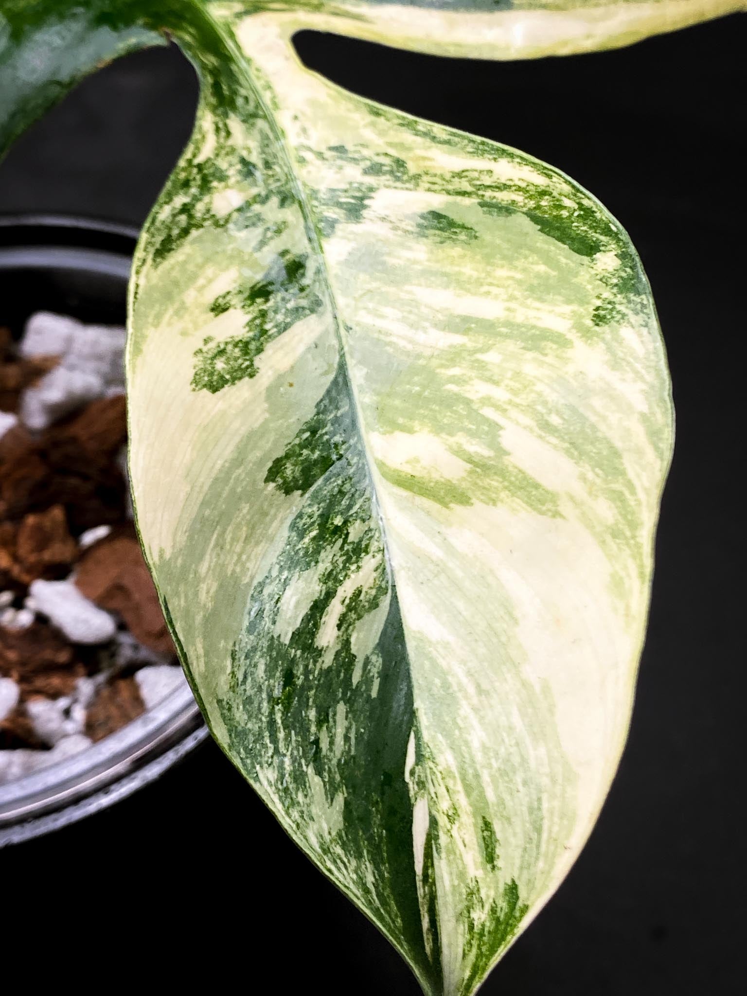 Philodendron Florida beauty 2 Leaves  3 Nodes  1 Growing Bud Rooted