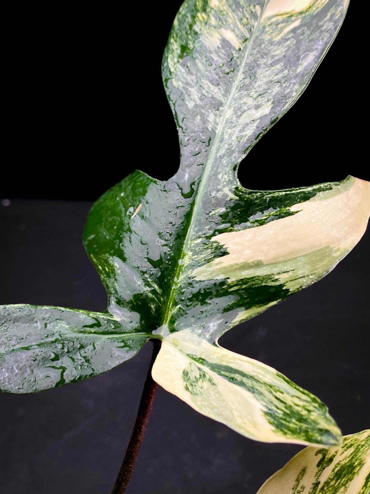 Philodendron Florida beauty 2 Leaves  3 Nodes  1 Growing Bud Rooted