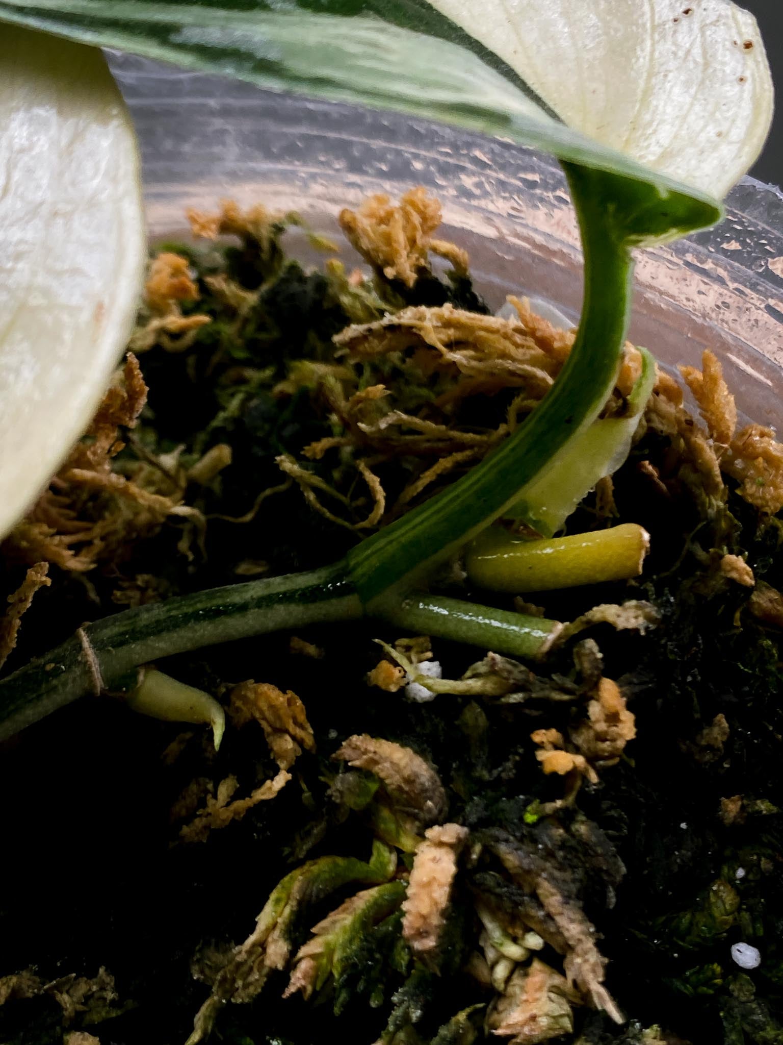 Scindapsus Mayari Variegated 3 Leaves Multiple Nodes 2 Sprouts Rooted