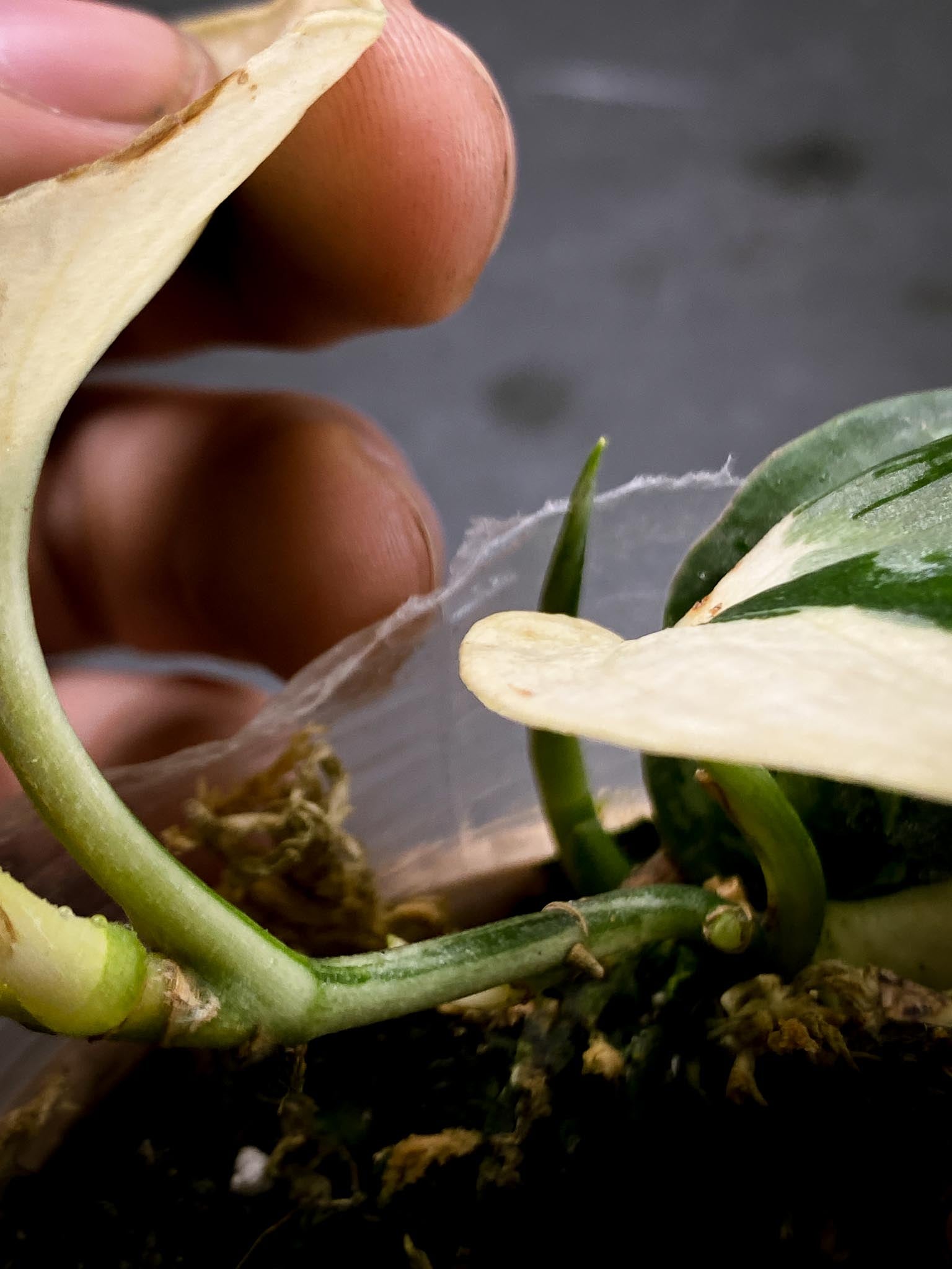 Scindapsus Mayari Variegated 3 Leaves Multiple Nodes 2 Sprouts Rooted