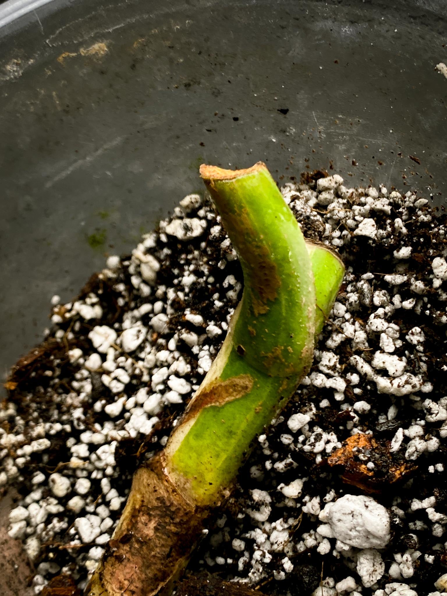 *Monstera albo Japanese White Tiger 2 Nodes  Rooted