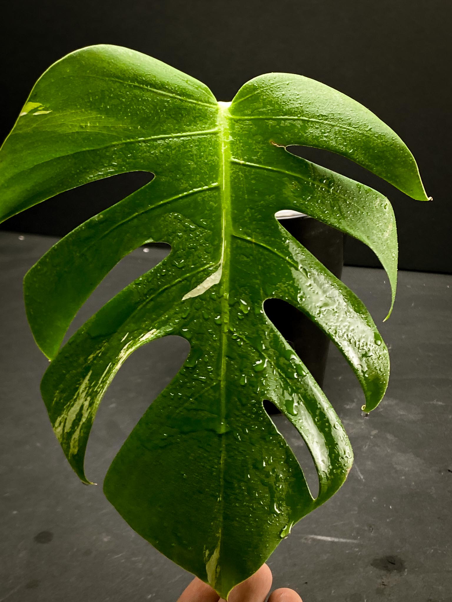 Monstera albo Japanese White Tiger 1 Leaf 1 Node  Rooted