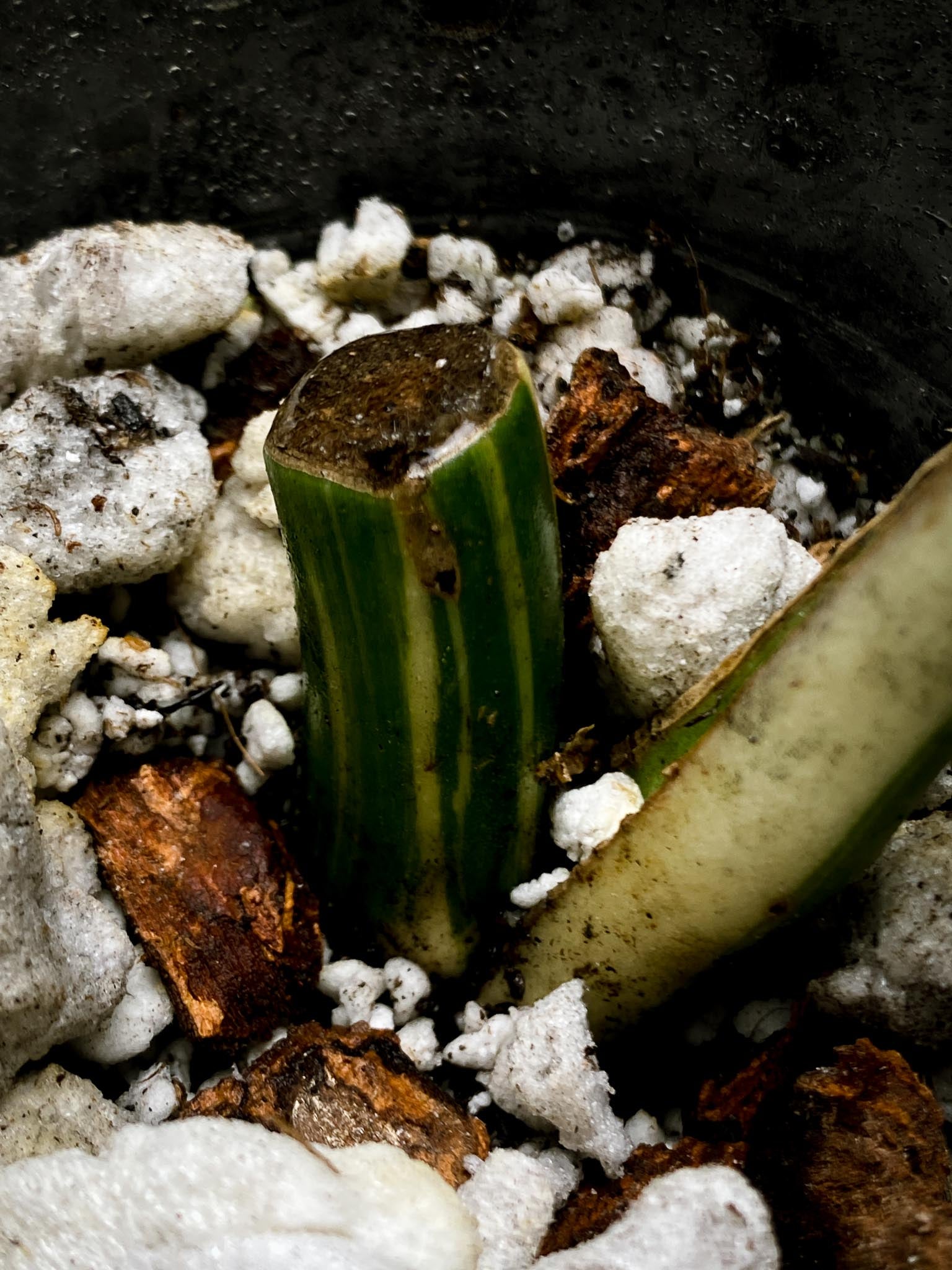 Monstera albo Japanese White Tiger 1 Leaf 1 Node  Rooted