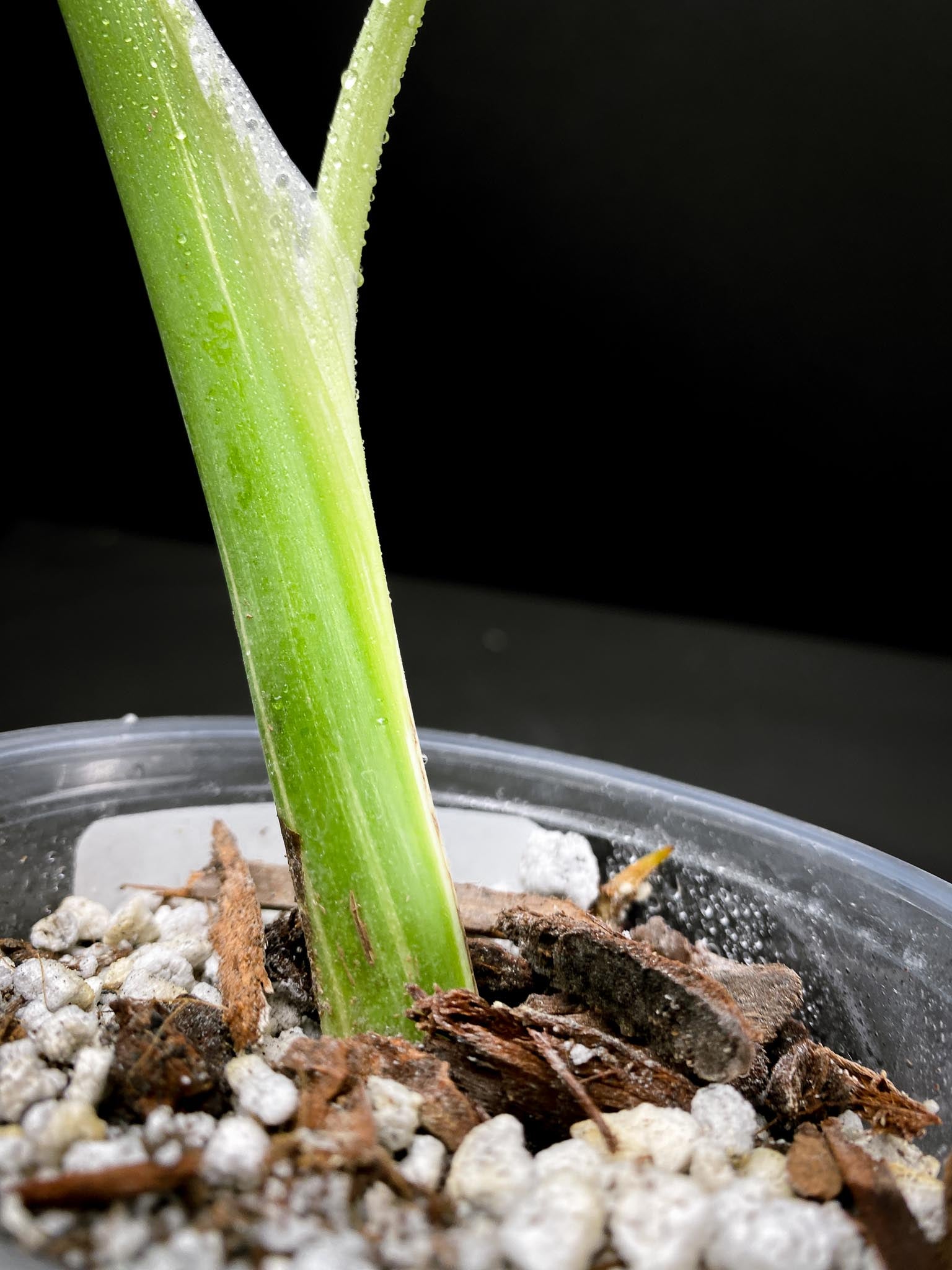 Monstera Thai Constellation  2 Leaves  2 Nodes  top cutting Rooted