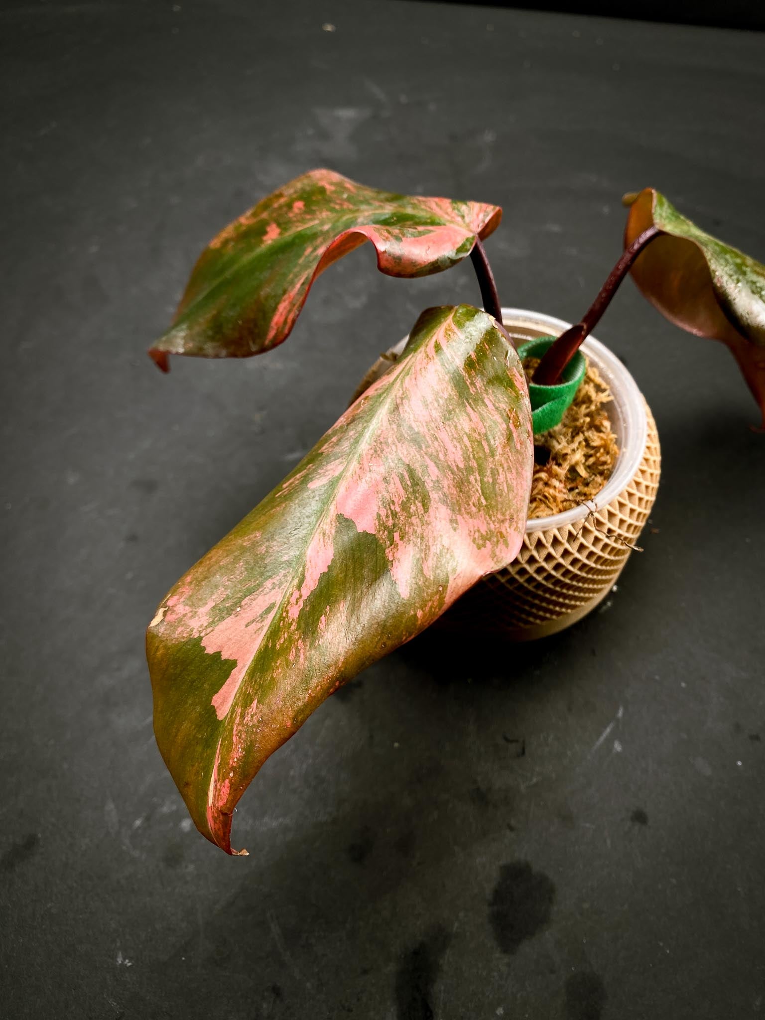 Philodendron Strawberry Shake 3 Leaves  3 Nodes top cutting  Rooted