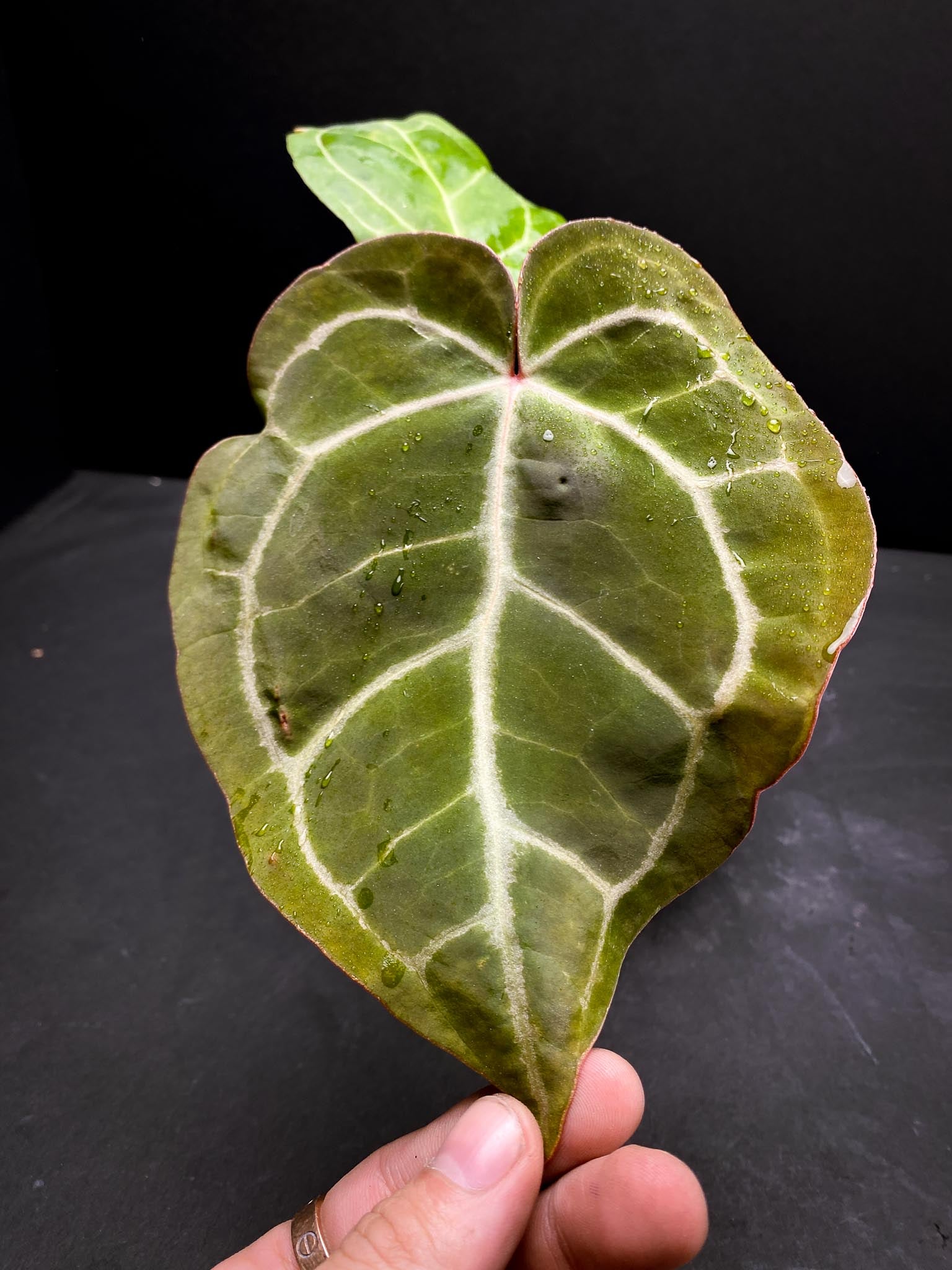 Anthurium Red Gunsal x Hopmani 2 Leaves  2 Nodes  Rooted