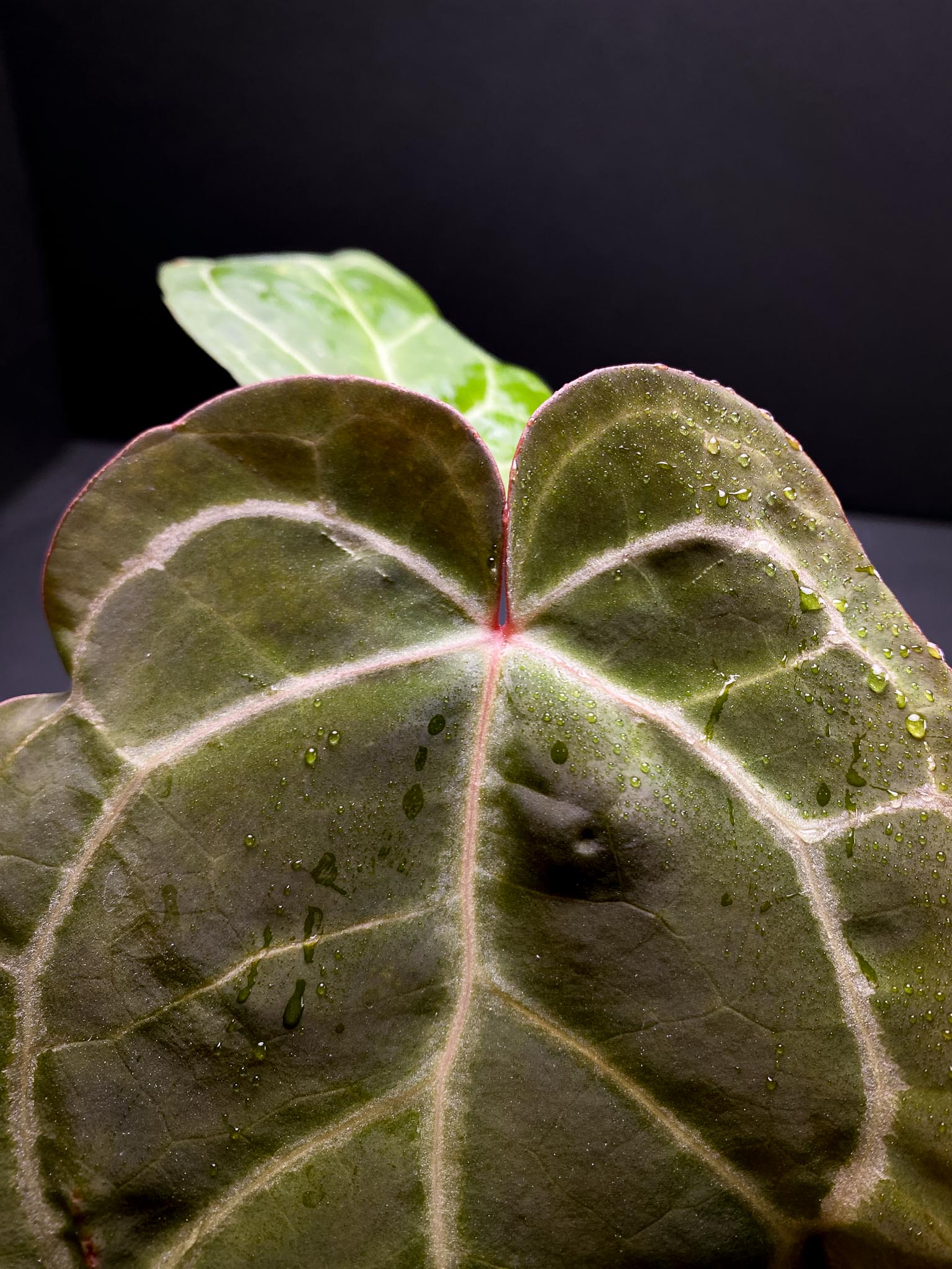 Anthurium Red Gunsal x Hopmani 2 Leaves  2 Nodes  Rooted