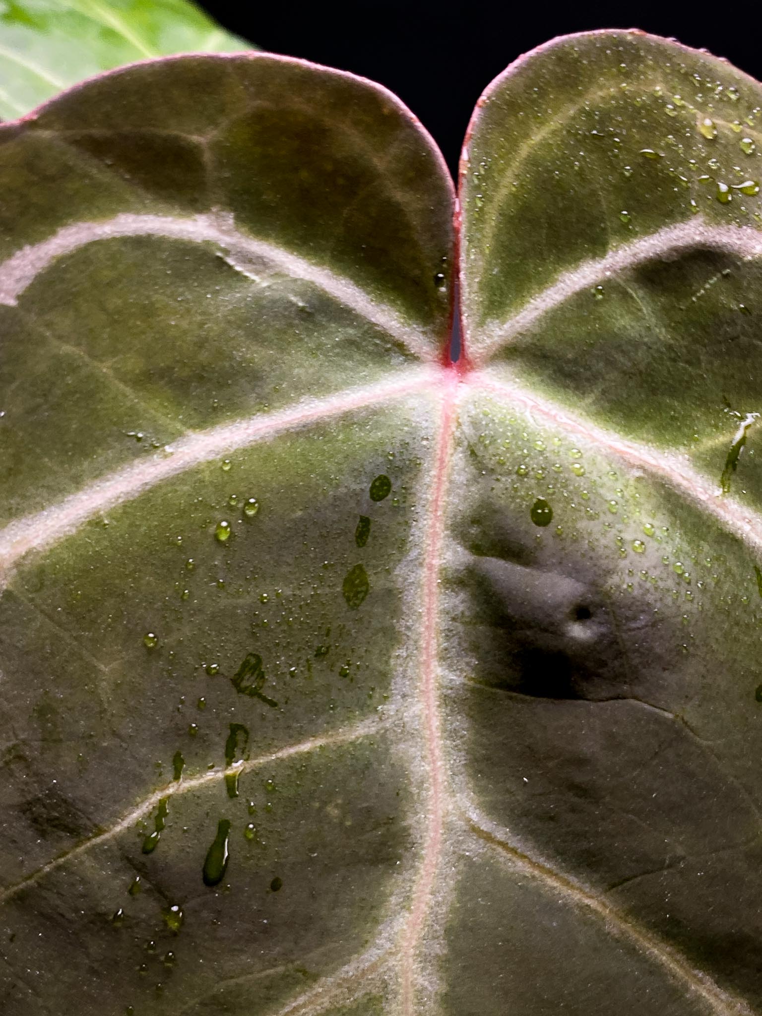 Anthurium Red Gunsal x Hopmani 2 Leaves  2 Nodes  Rooted