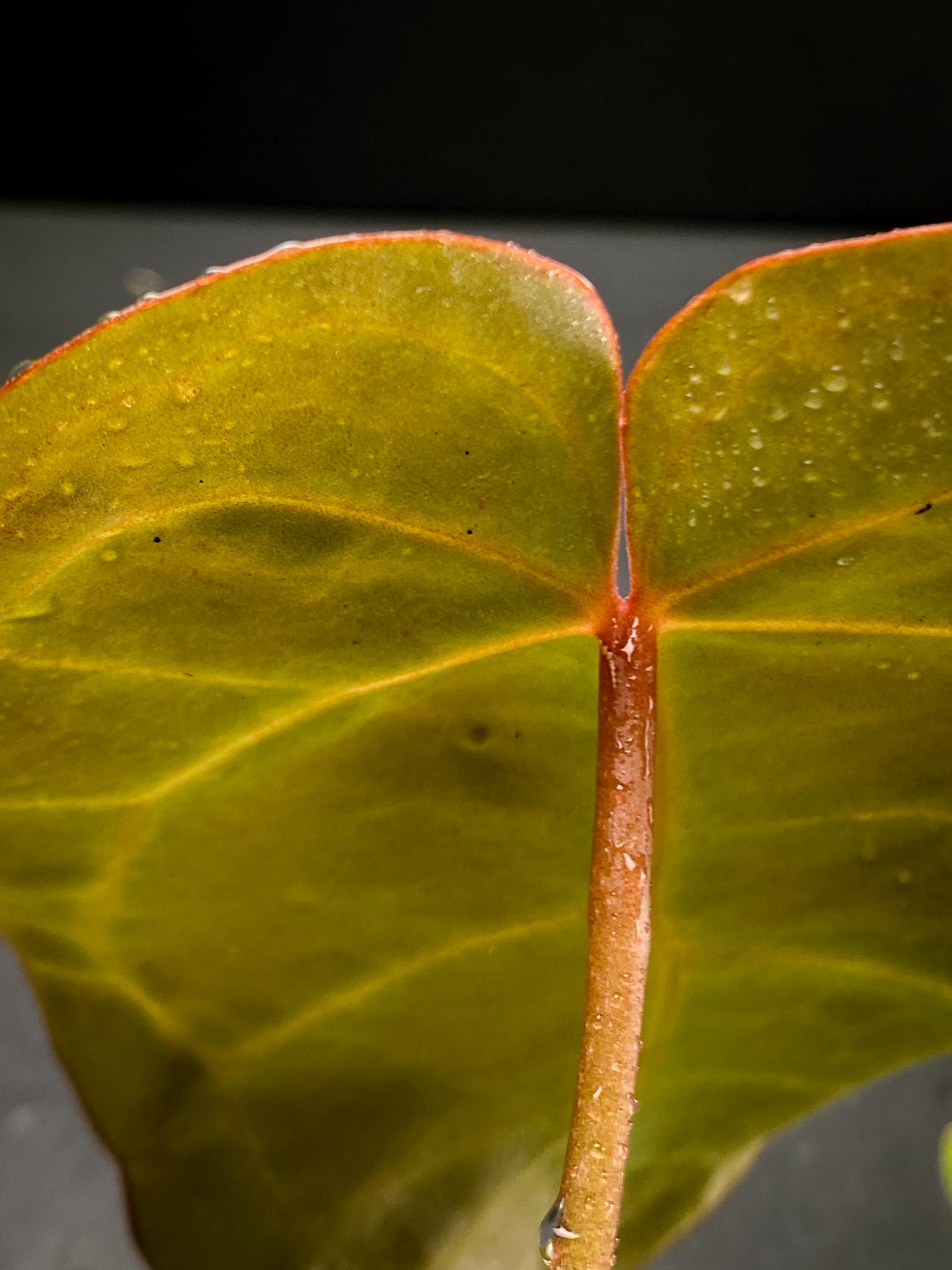 Anthurium Red Gunsal x Hopmani 2 Leaves  2 Nodes  Rooted