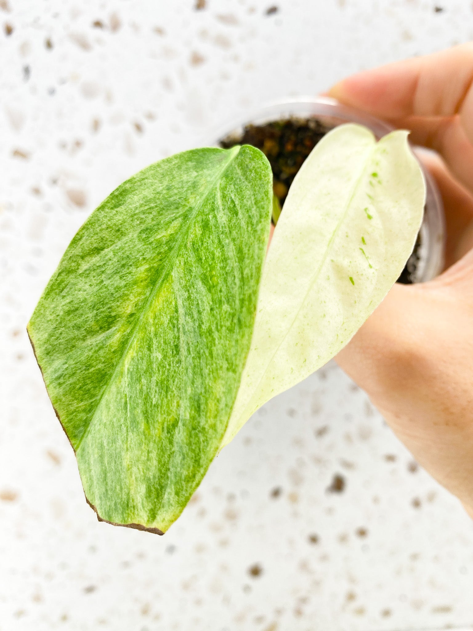 Monstera Laniata Variegated 2 leaves