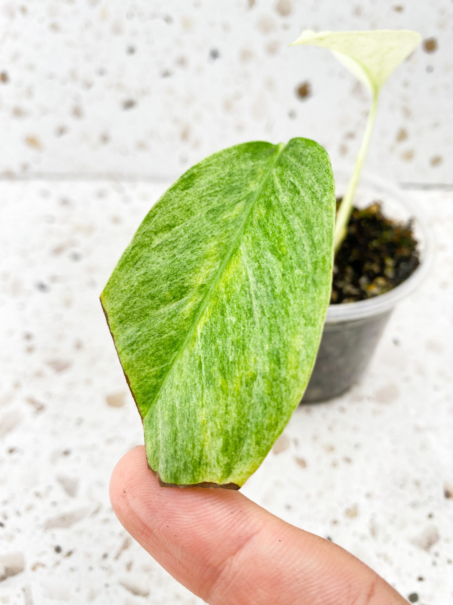 Monstera Laniata Variegated 2 leaves