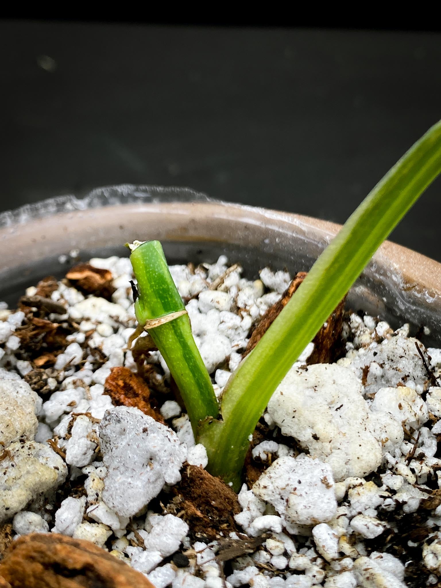 *Monstera Adansonii Aurea 1 Leaf 2 Nodes  1 Sprout Rooted