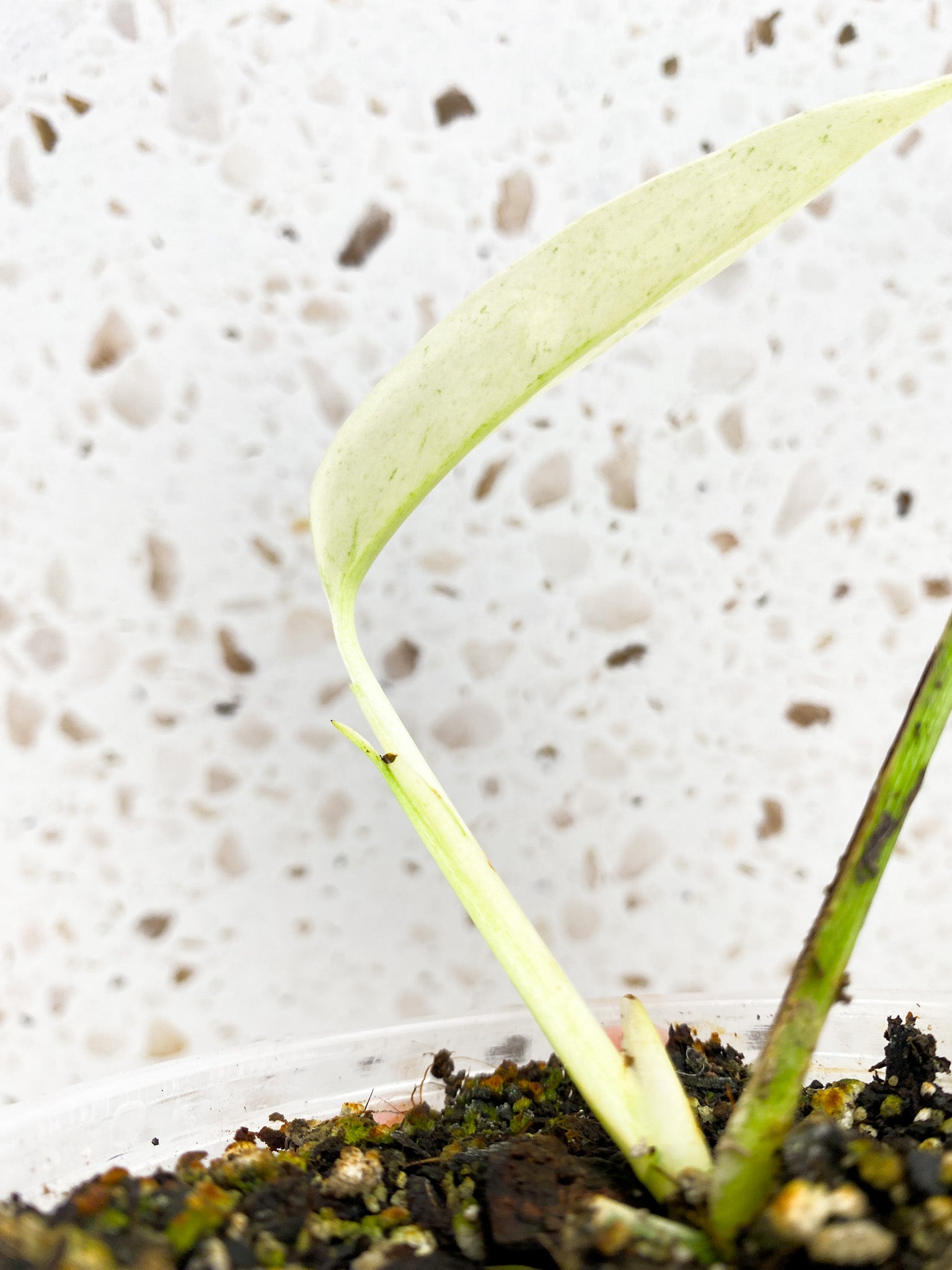 Monstera Laniata Variegated 2 leaves