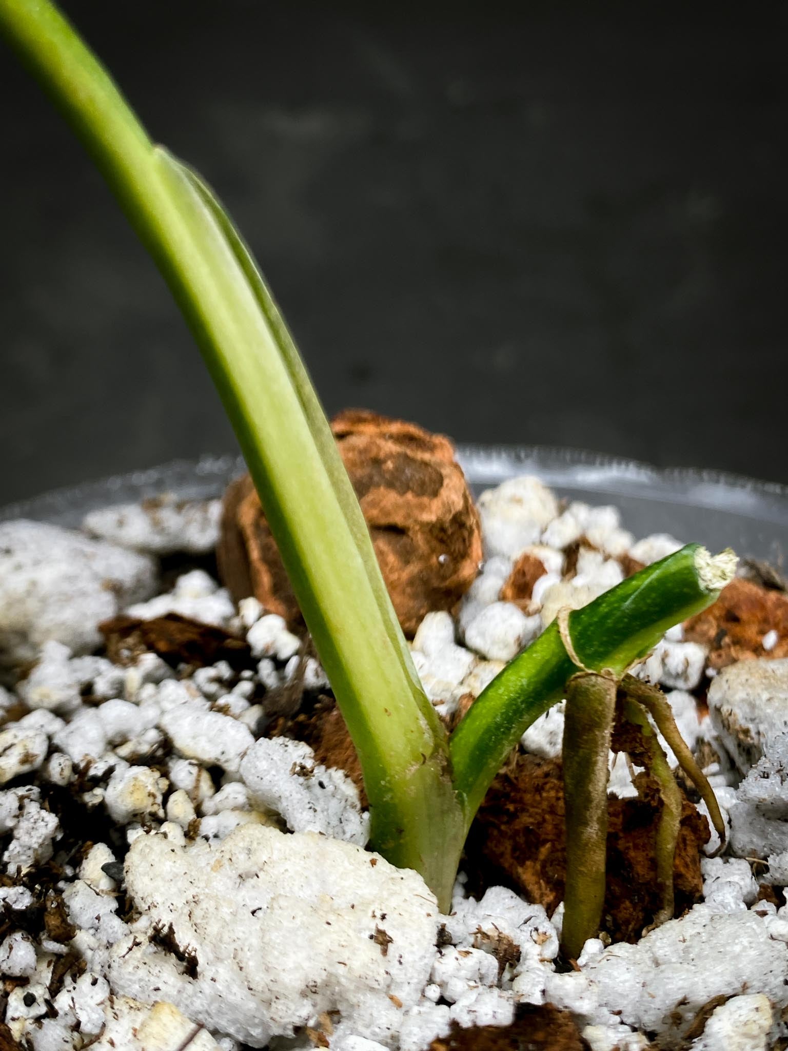 *Monstera Adansonii Aurea 1 Leaf 2 Nodes  1 Sprout Rooted