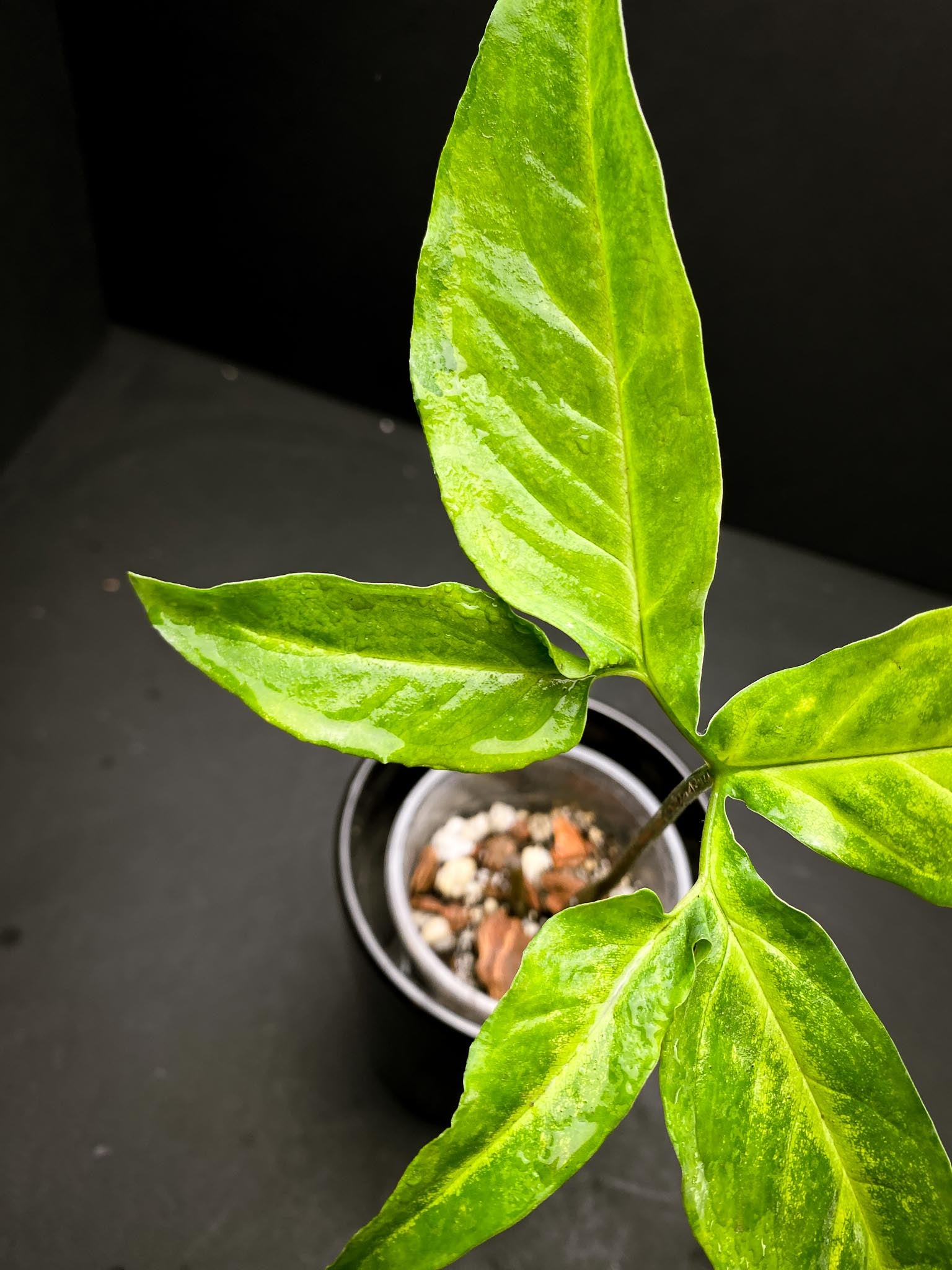 Syngonium Angustatum Variegated 5 Leaves 5 Nodes  Rooted