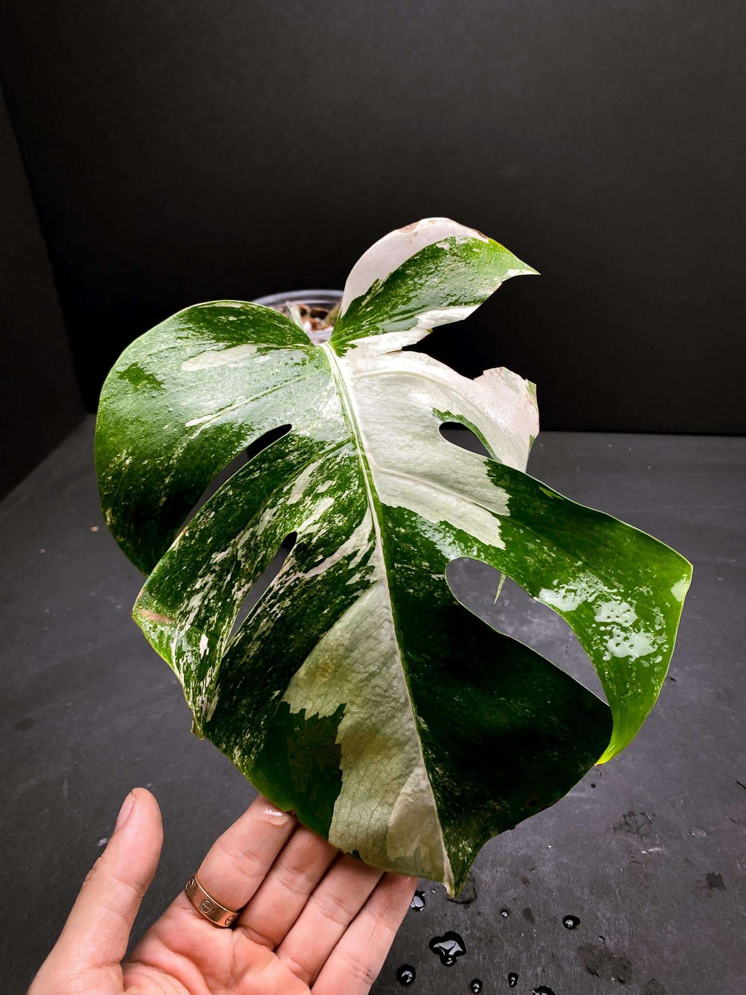 Monstera albo Japanese White Tiger 1 Leaf 3 Nodes  Rooted