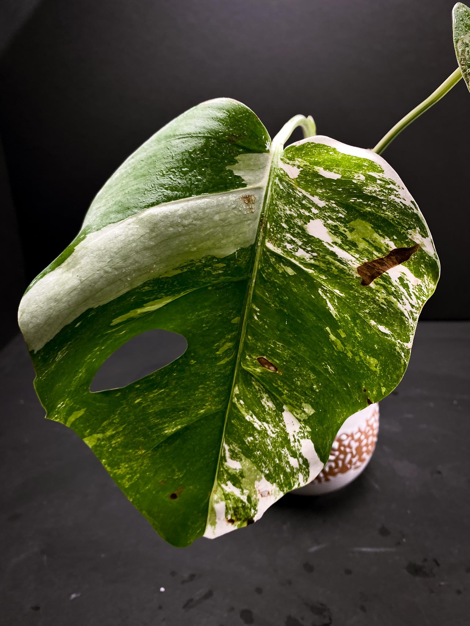 Monstera albo Japanese White Tiger 2 Leaves  2 Nodes  Rooted