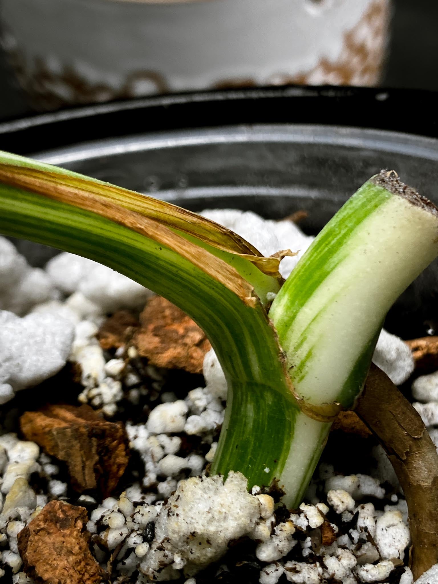 Monstera albo Japanese White Tiger 2 Leaves  2 Nodes  Rooted