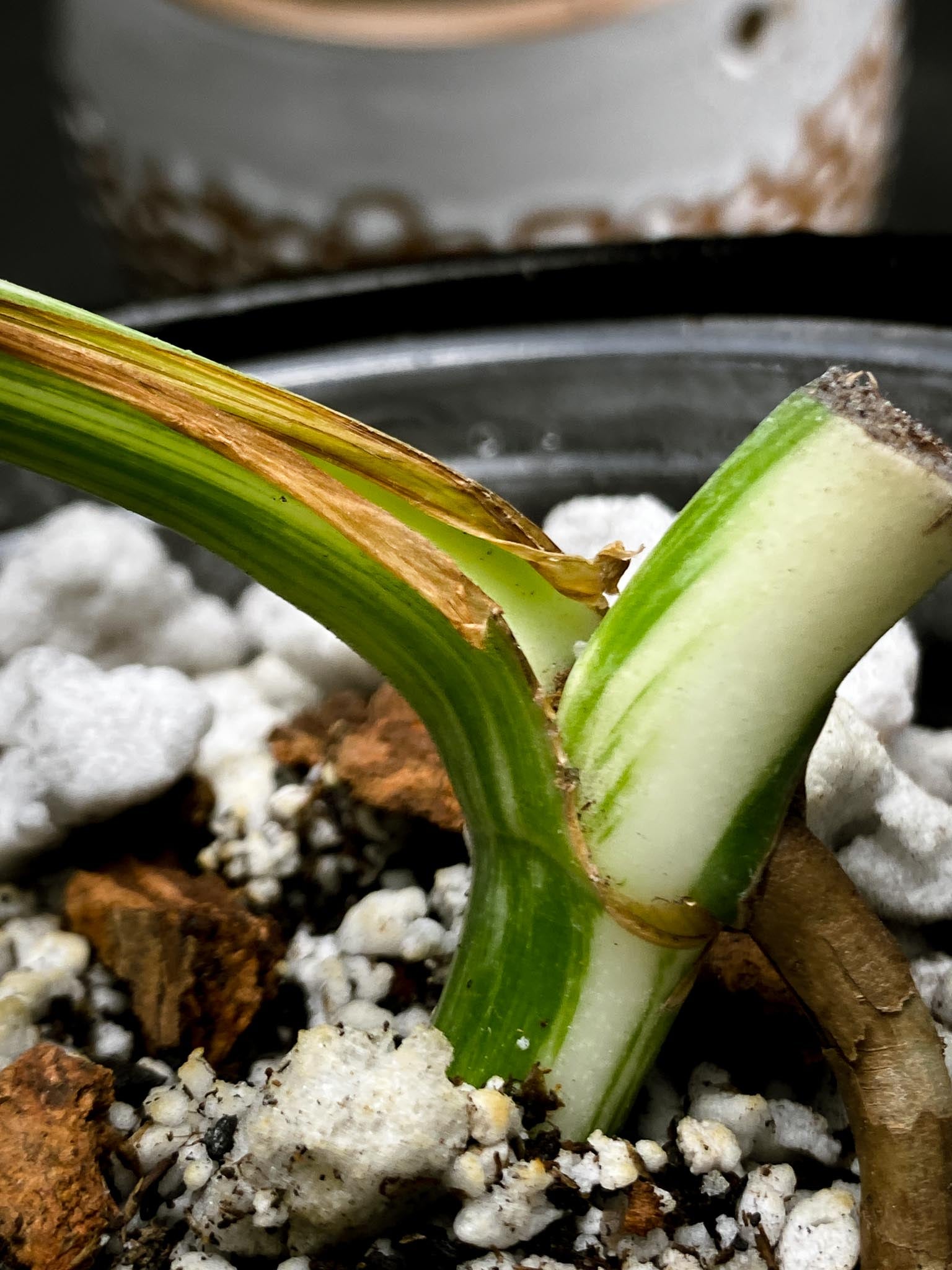 Monstera albo Japanese White Tiger 2 Leaves  2 Nodes  Rooted