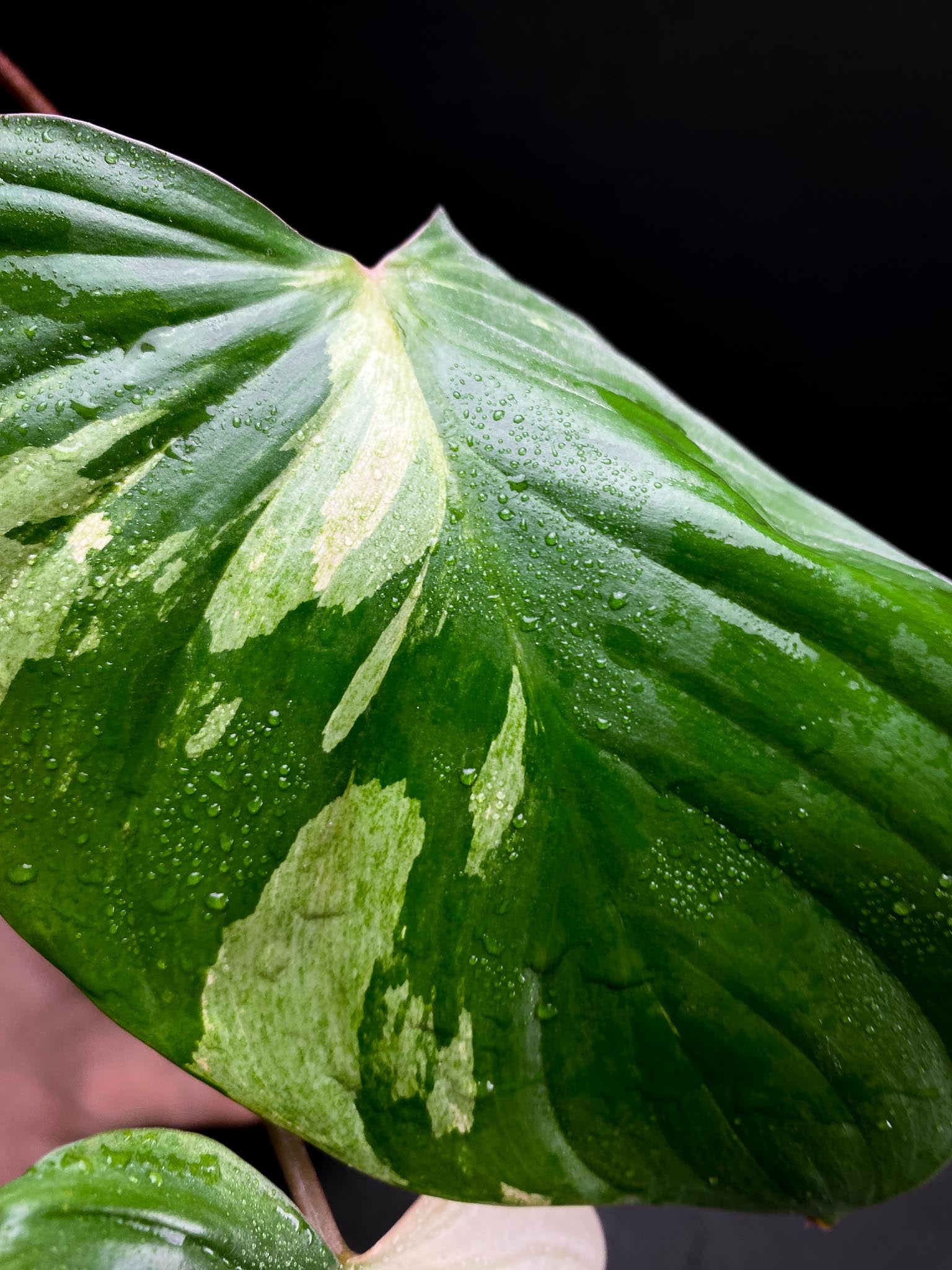 Homalomena Rubescens pink 5 Leaves 5 Nodes  top cutting Rooted xP