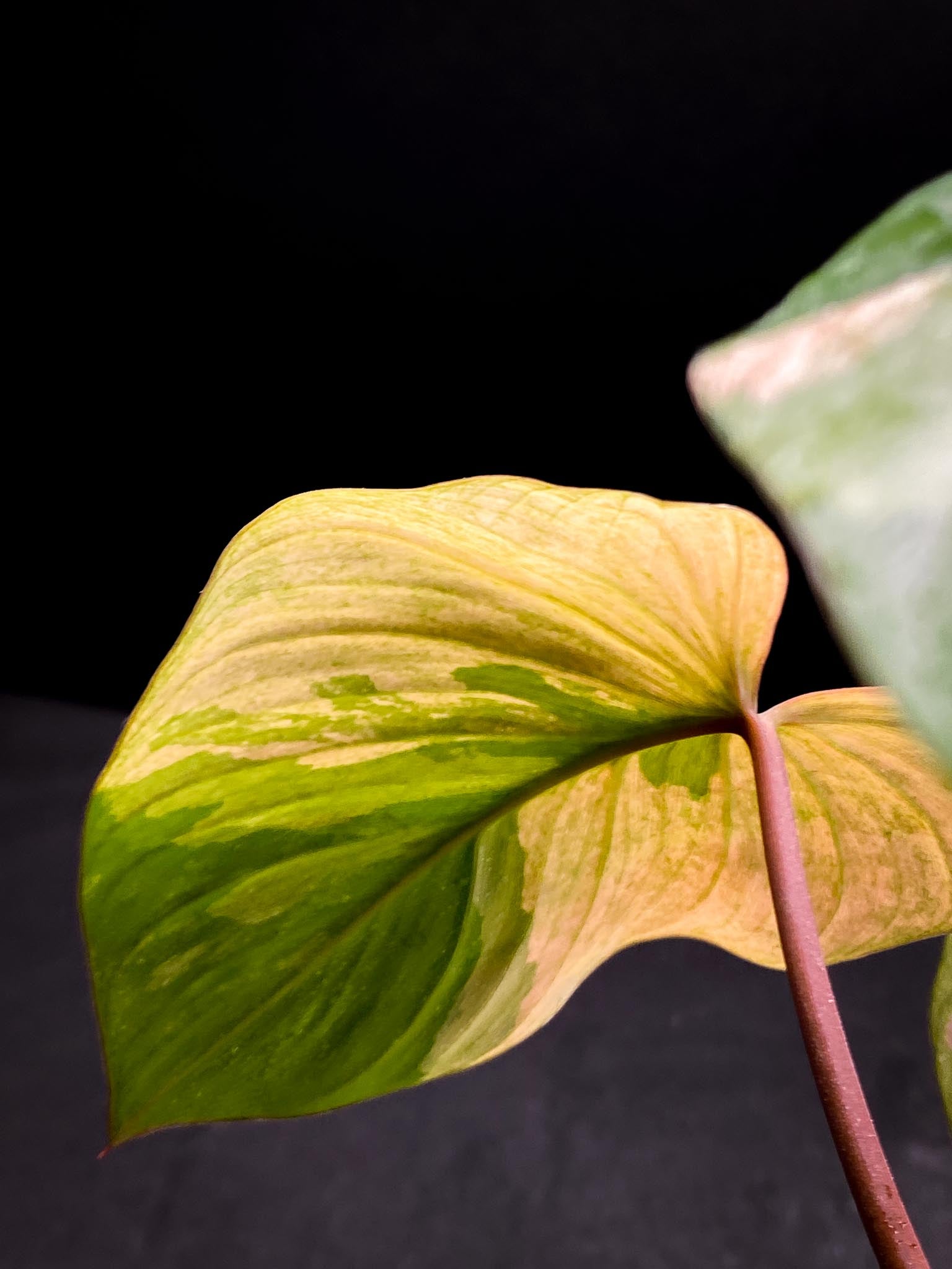 Homalomena Rubescens pink 5 Leaves 5 Nodes  top cutting Rooted xP