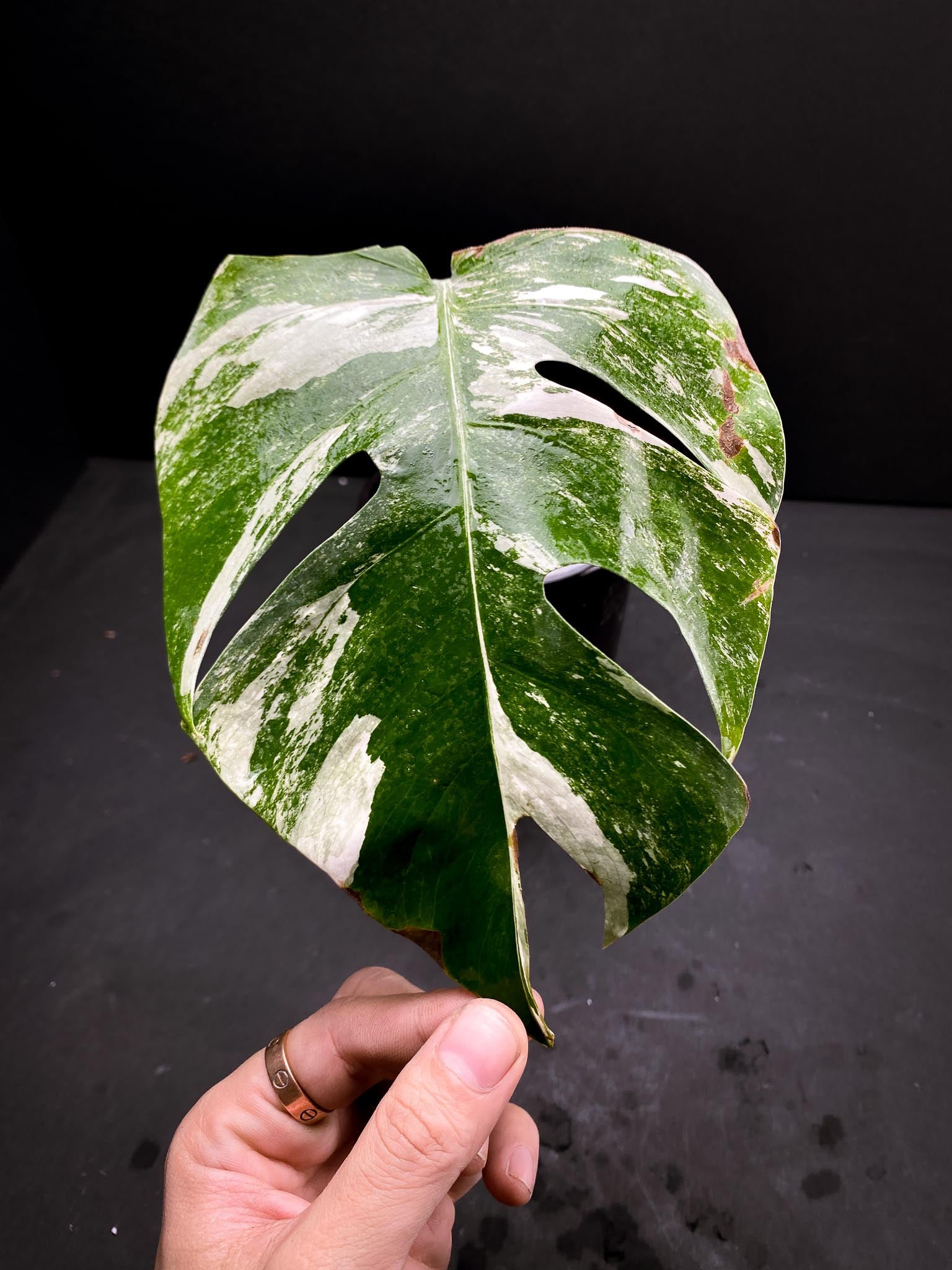 Monstera albo Japanese White Tiger 1 Leaf 3 Nodes  Rooted