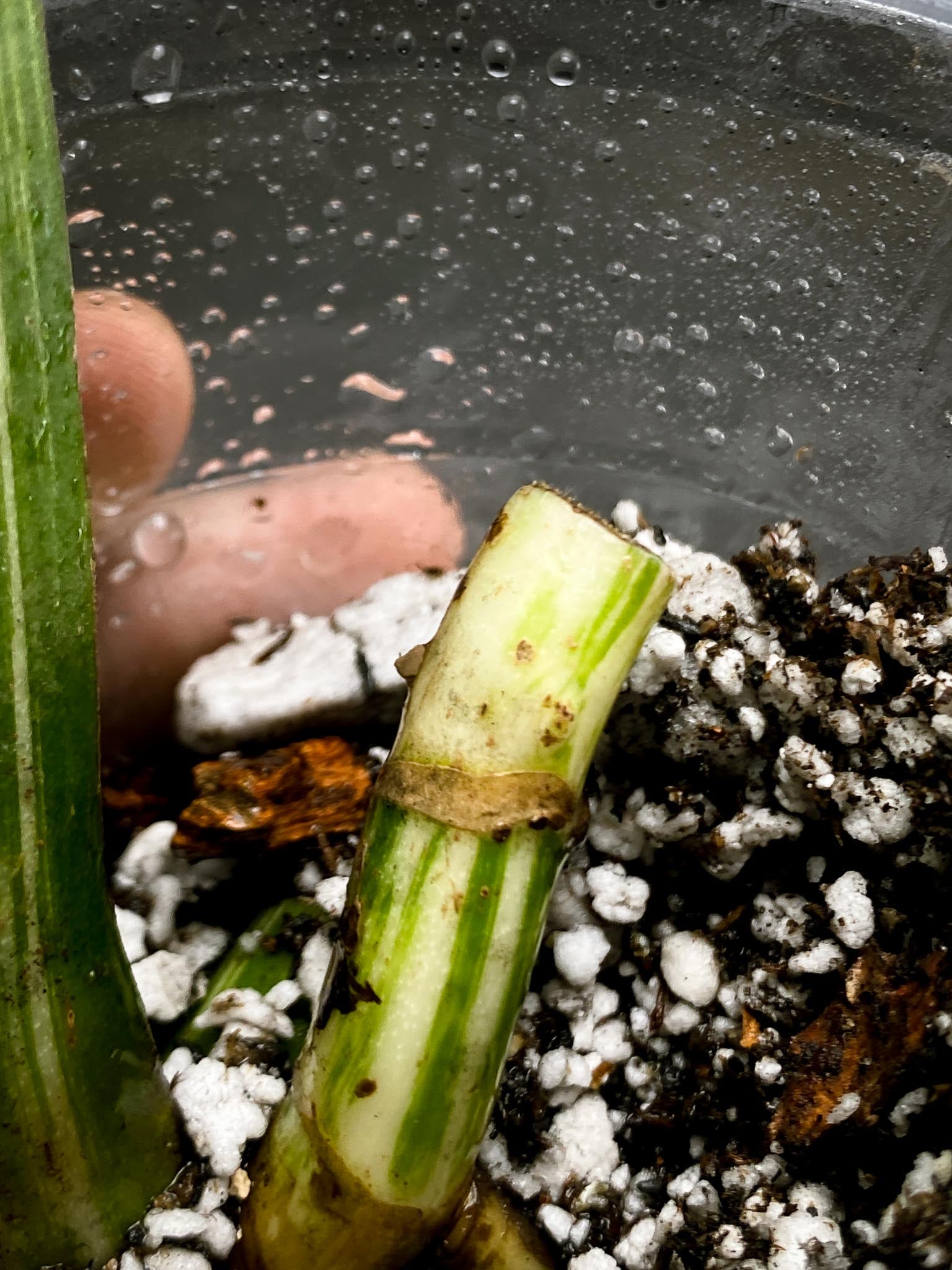 Monstera albo Japanese White Tiger 1 Leaf 3 Nodes  Rooted