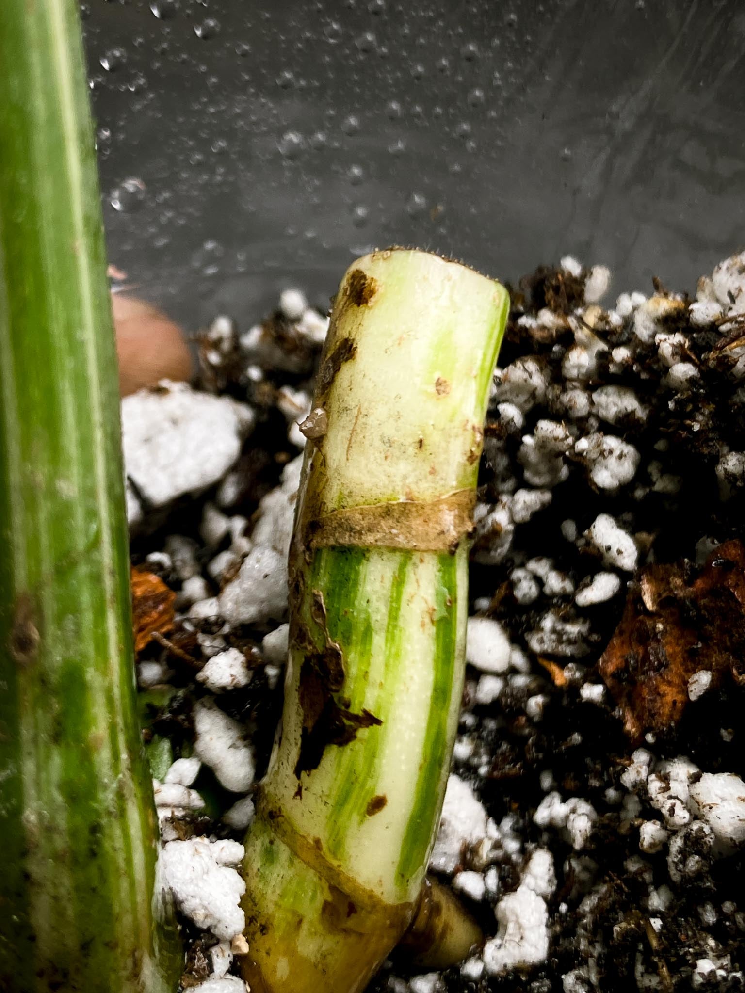 Monstera albo Japanese White Tiger 1 Leaf 3 Nodes  Rooted