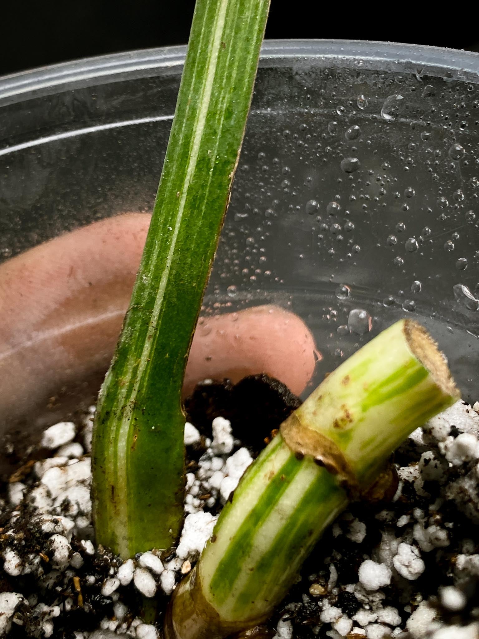 Monstera albo Japanese White Tiger 1 Leaf 3 Nodes  Rooted