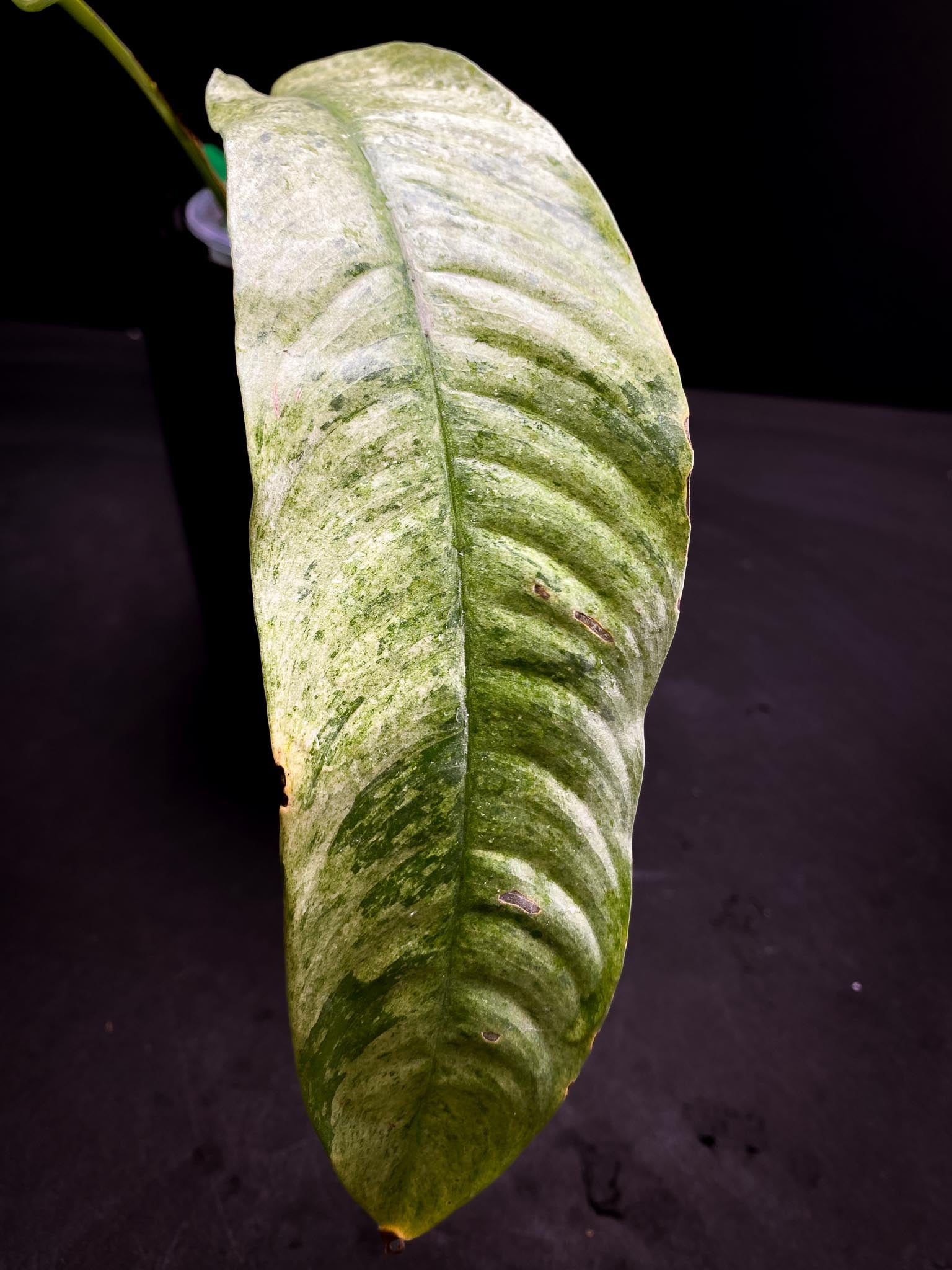 Rhaphidophora Gorilan marble 2 Leaves  2 Nodes  Rooted